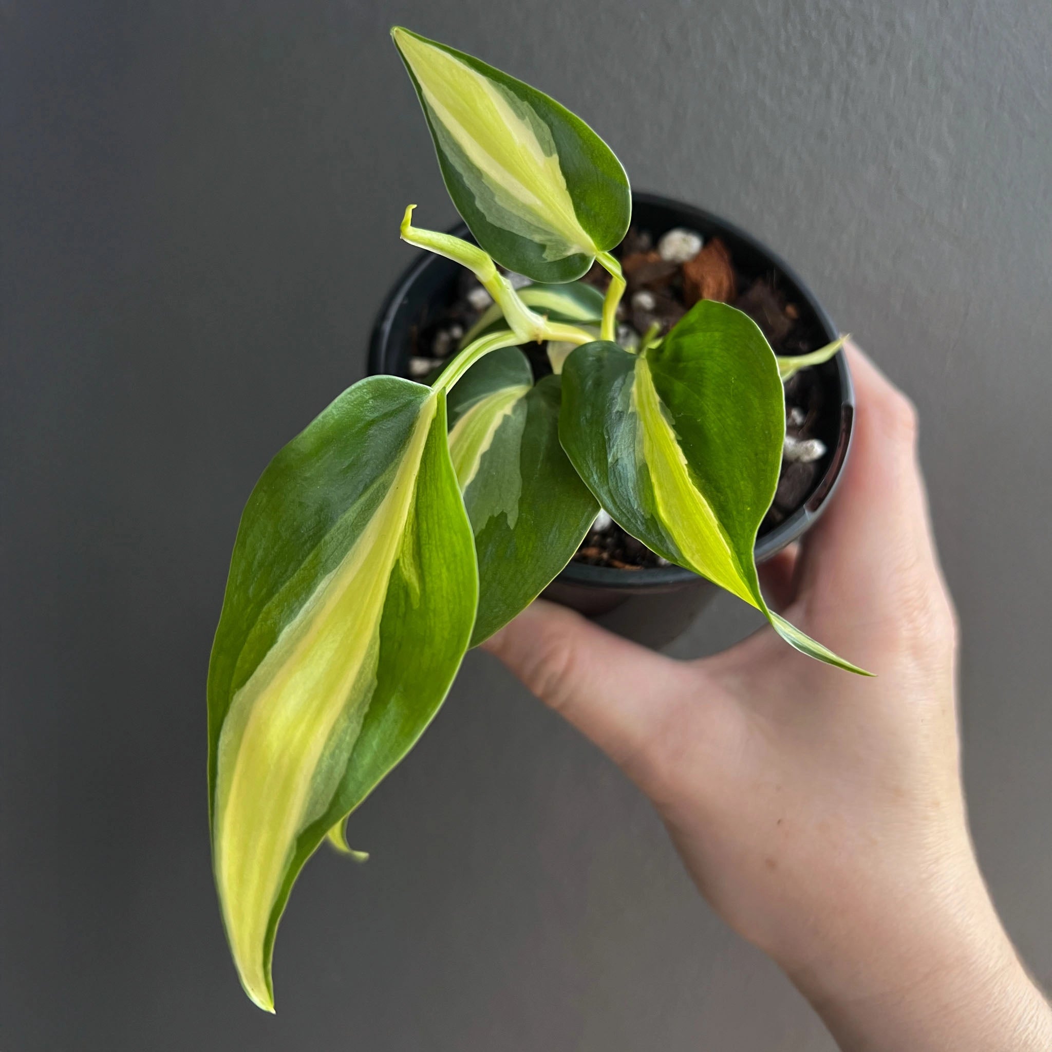 Philodendron hederaceum NoID
