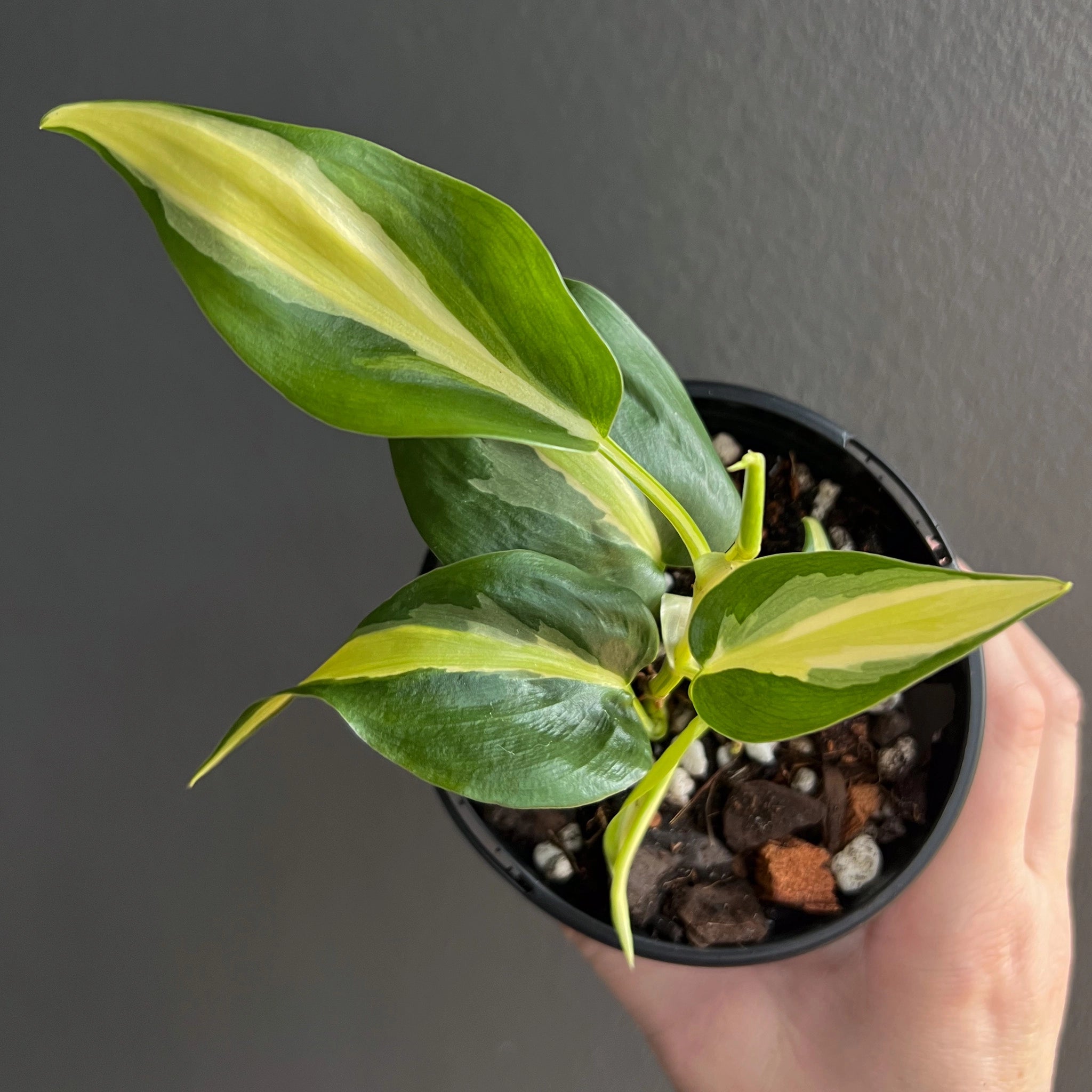 noid philodendron Philodendron hederaceum NoID