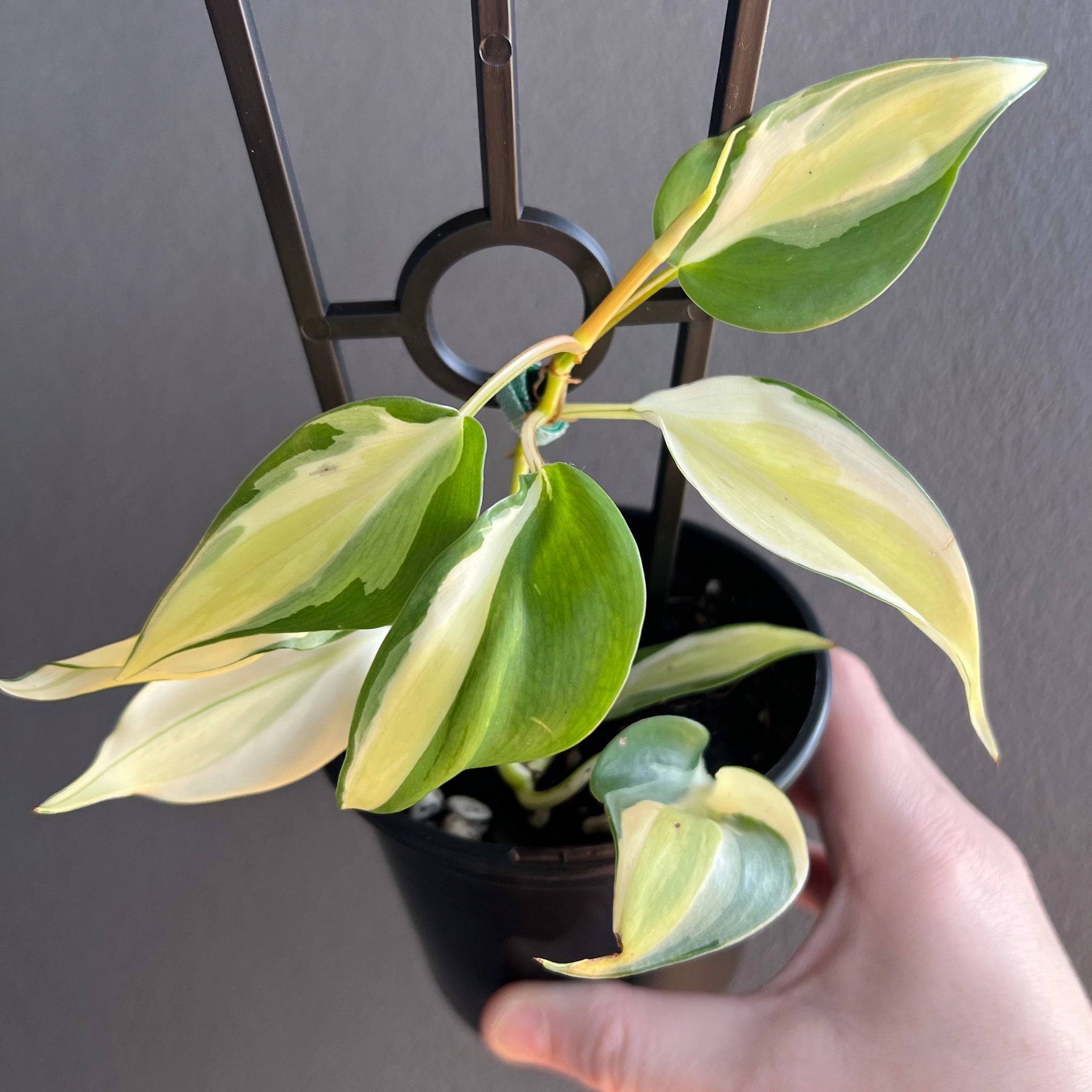 noid philodendron Philodendron hederaceum NoID