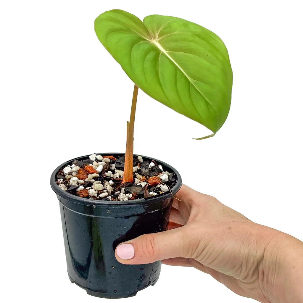 Philodendron pastazanum x gloriosum in a black pot, a rare plant, perfect for indoor gardens in Australia.
