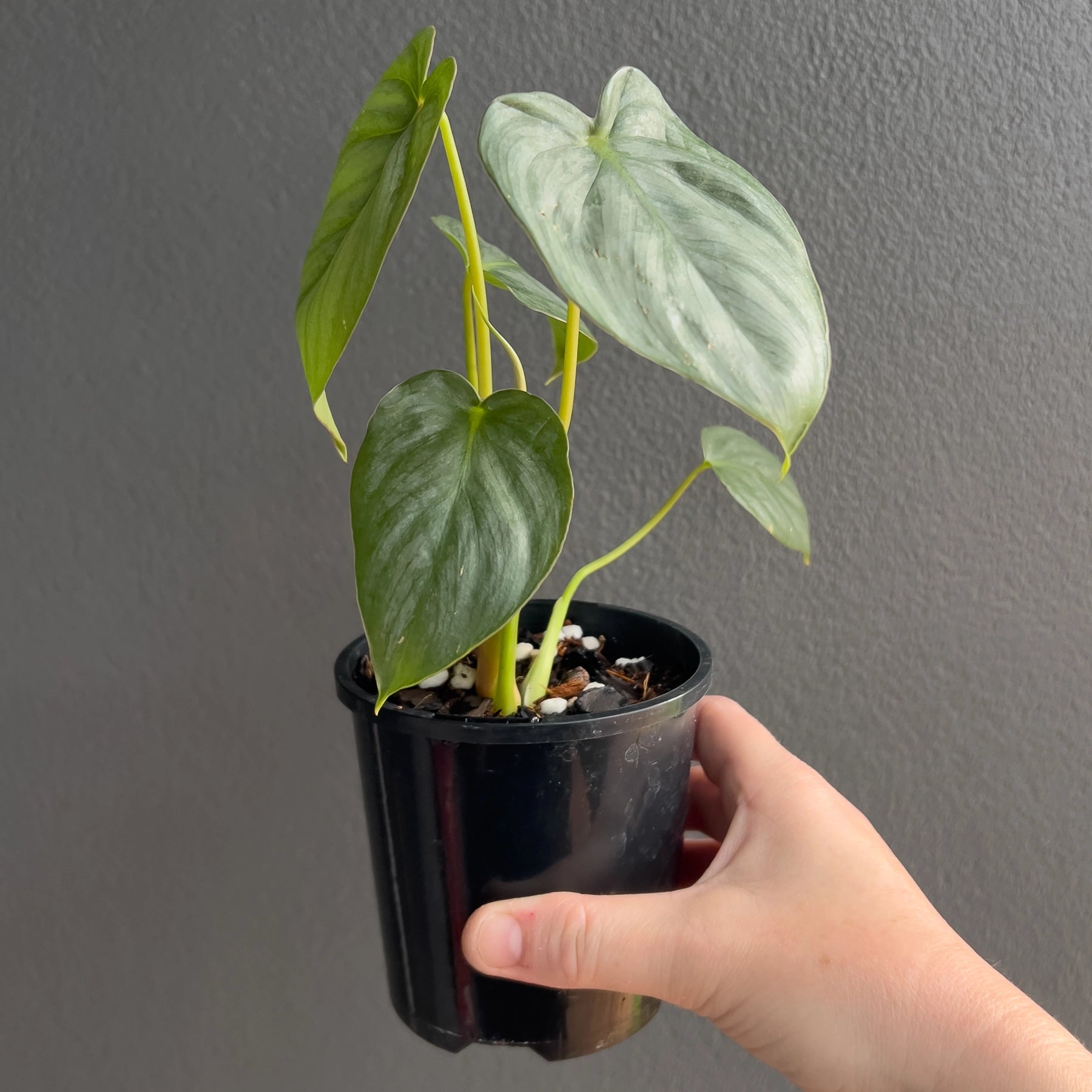 philodendron pastazanum australia Philodendron Silver Pastazanum