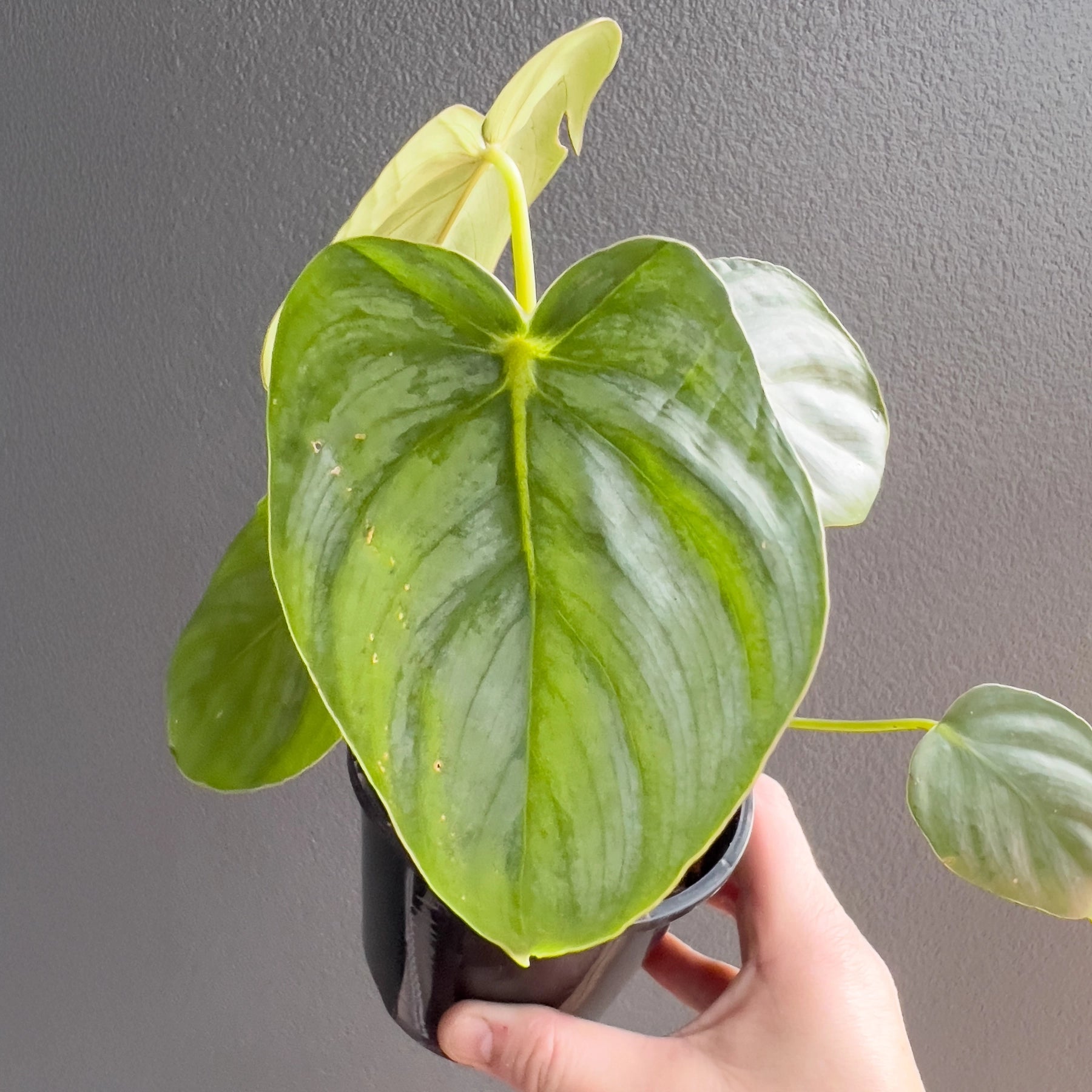 philodendron pastazanum silver nieve Philodendron Silver Pastazanum