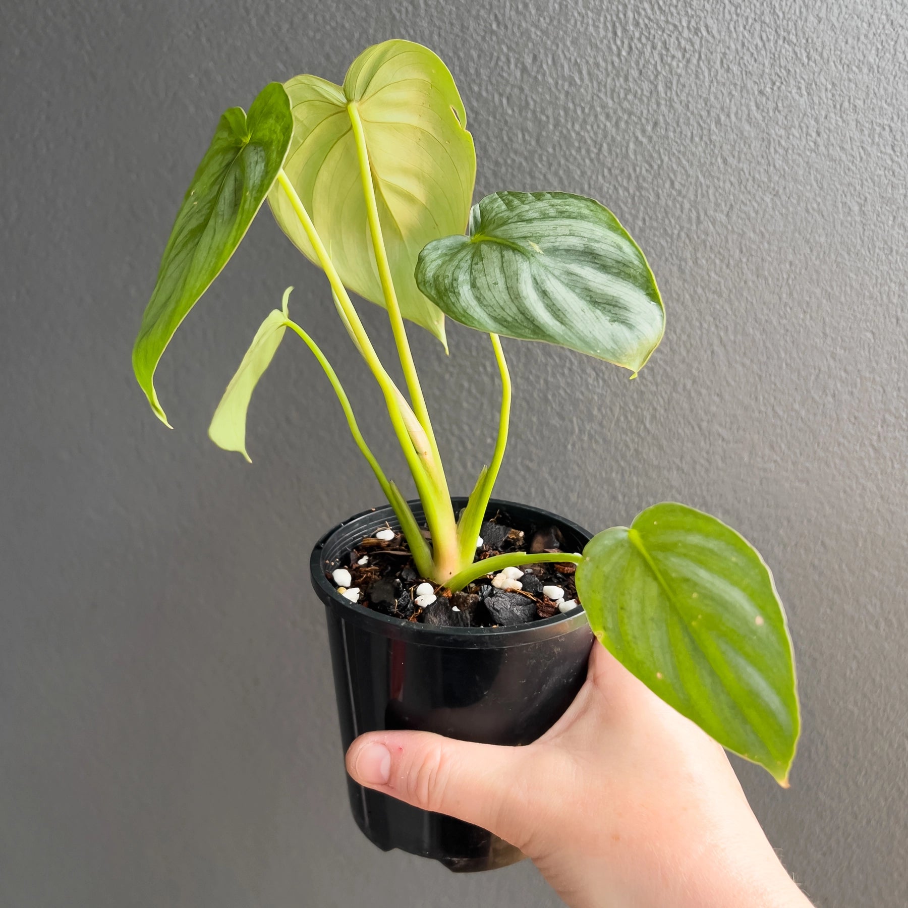 Philodendron Silver Pastazanum