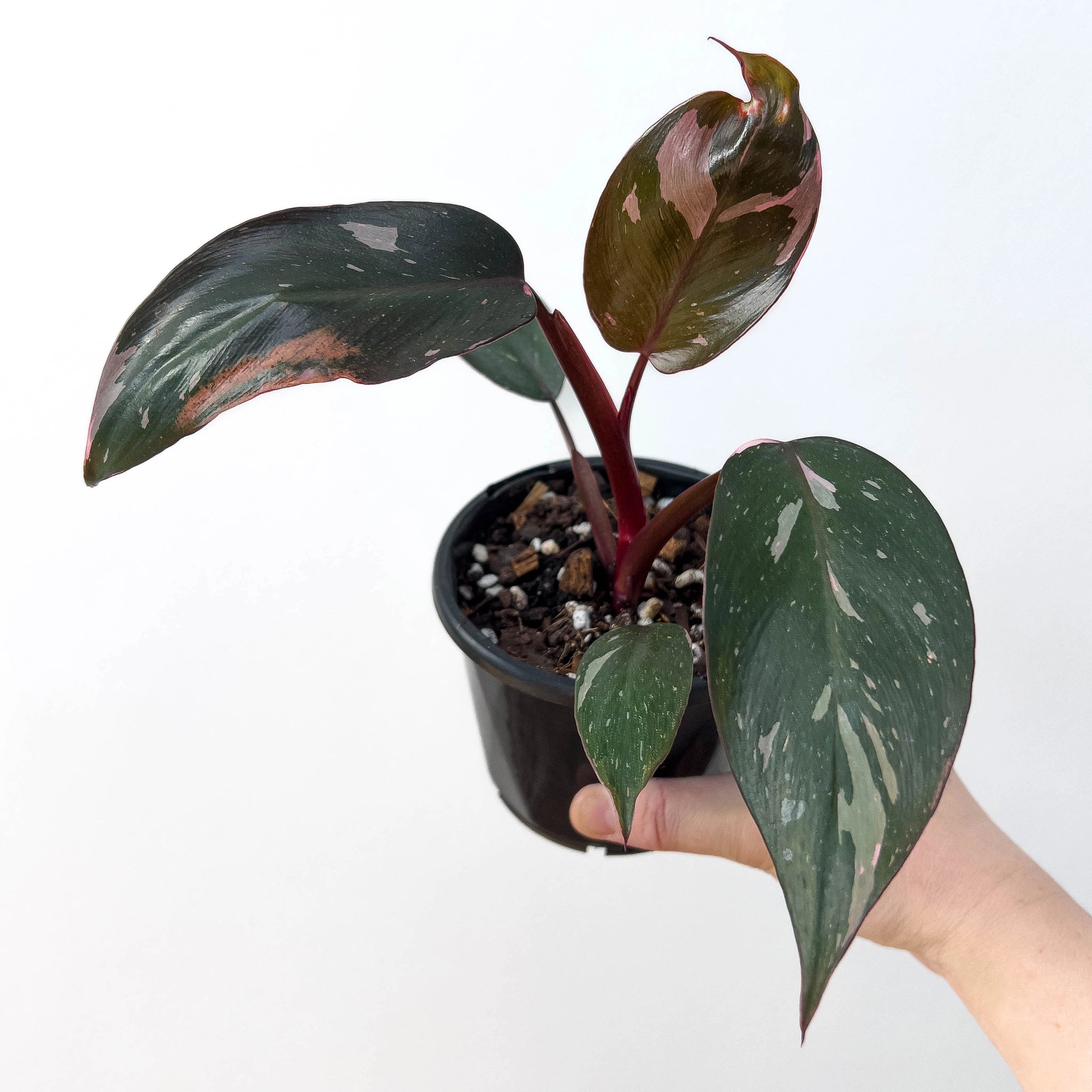 Philodendron Pink Princess