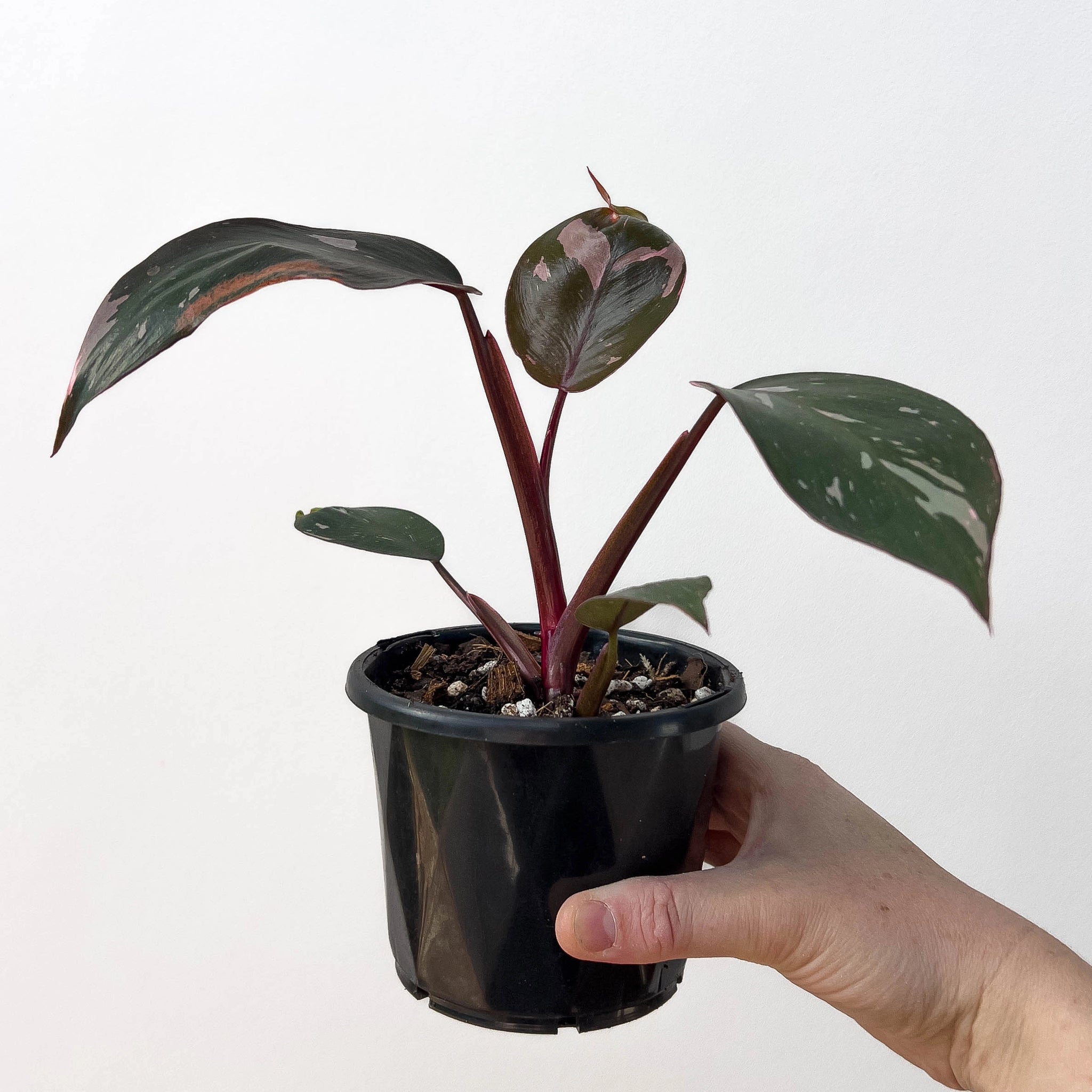 pink princess philodendron australia Philodendron Pink Princess