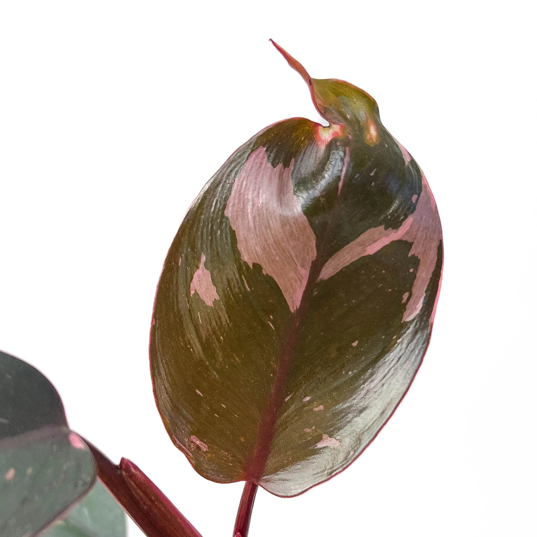 Philodendron Pink Princess