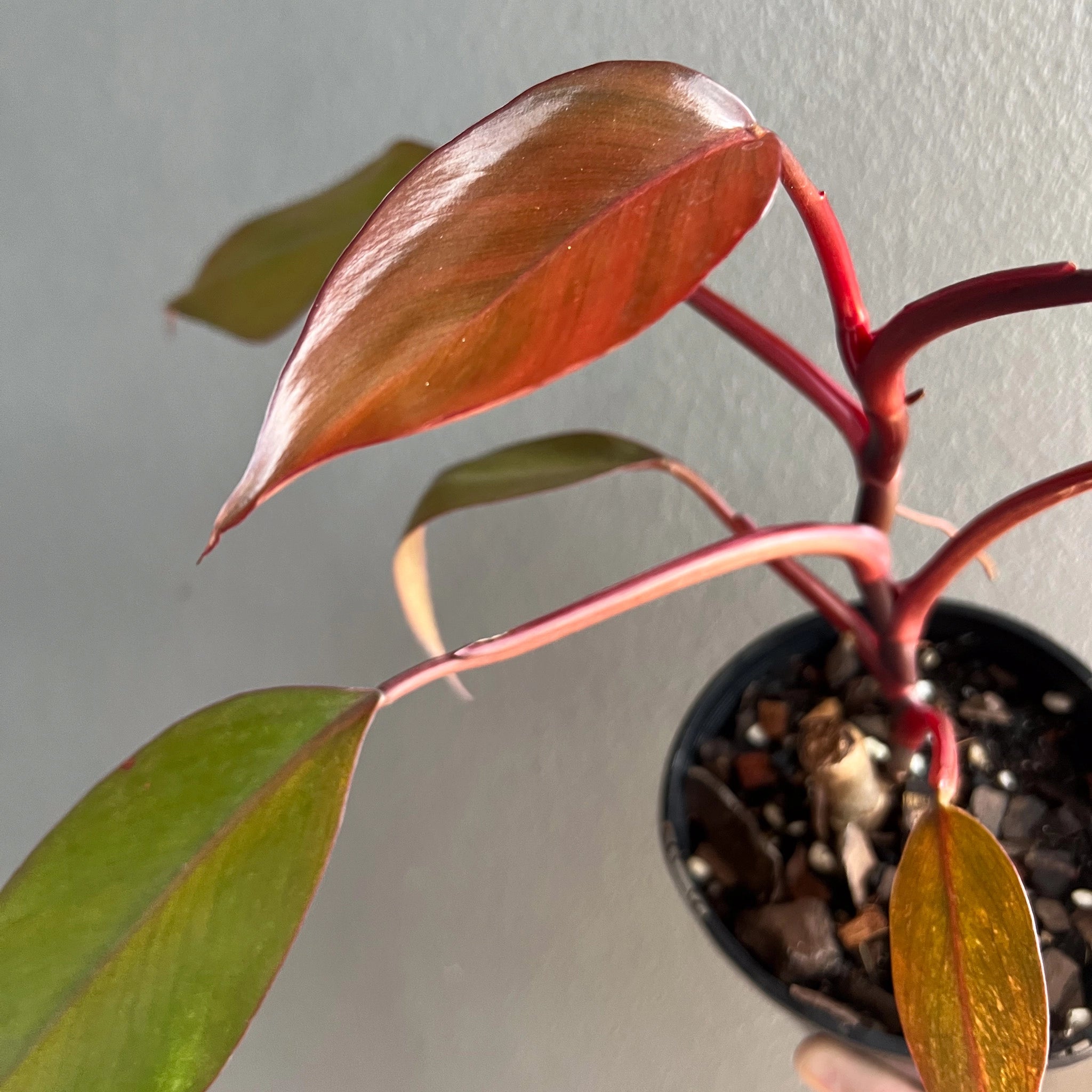 Philodendron Royal Queen