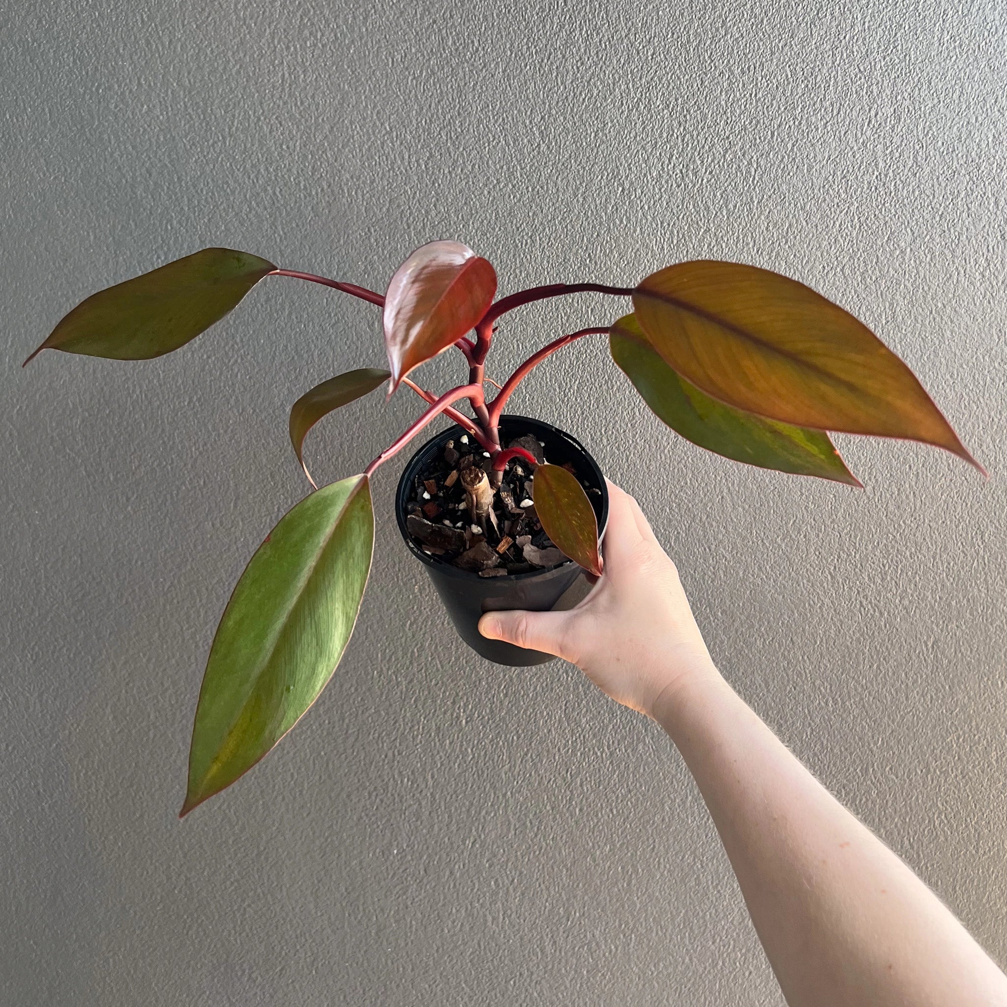 Philodendron Royal Queen