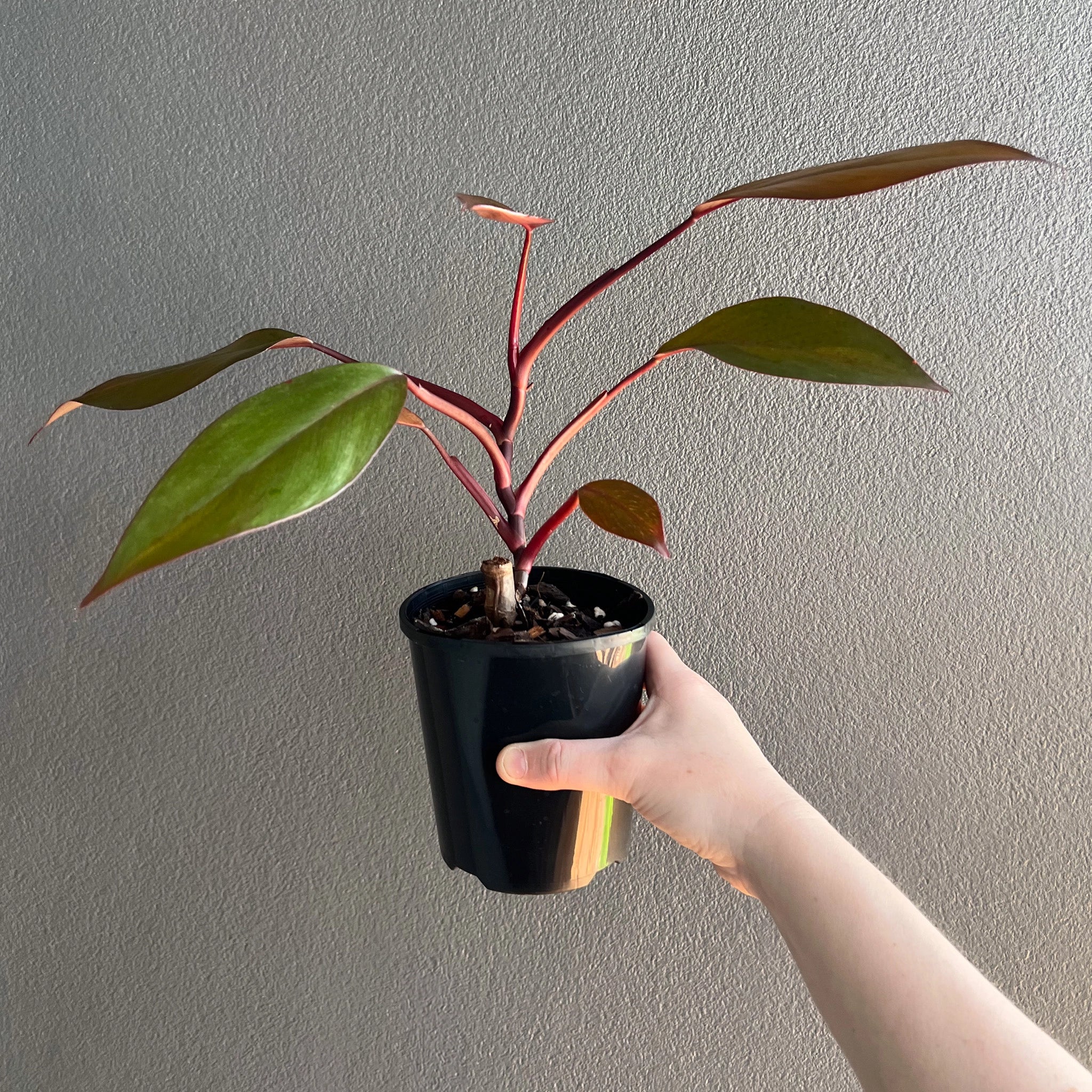 Philodendron Royal Queen