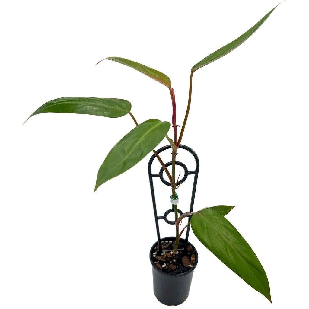 Philodendron 'Red Wings' | Indoor Plant | Chalet Boutique - Australia