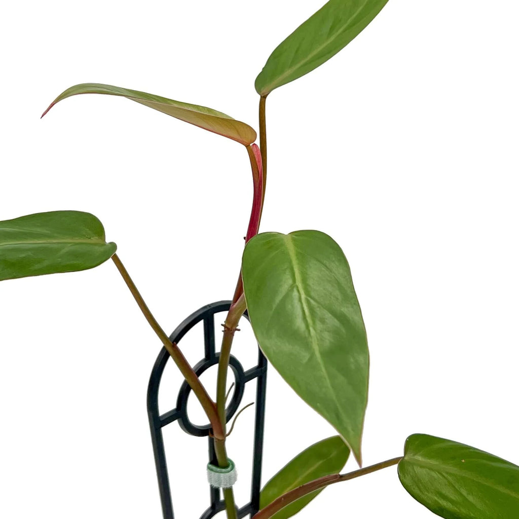 Philodendron 'Red Wings' | Indoor Plant | Chalet Boutique - Australia