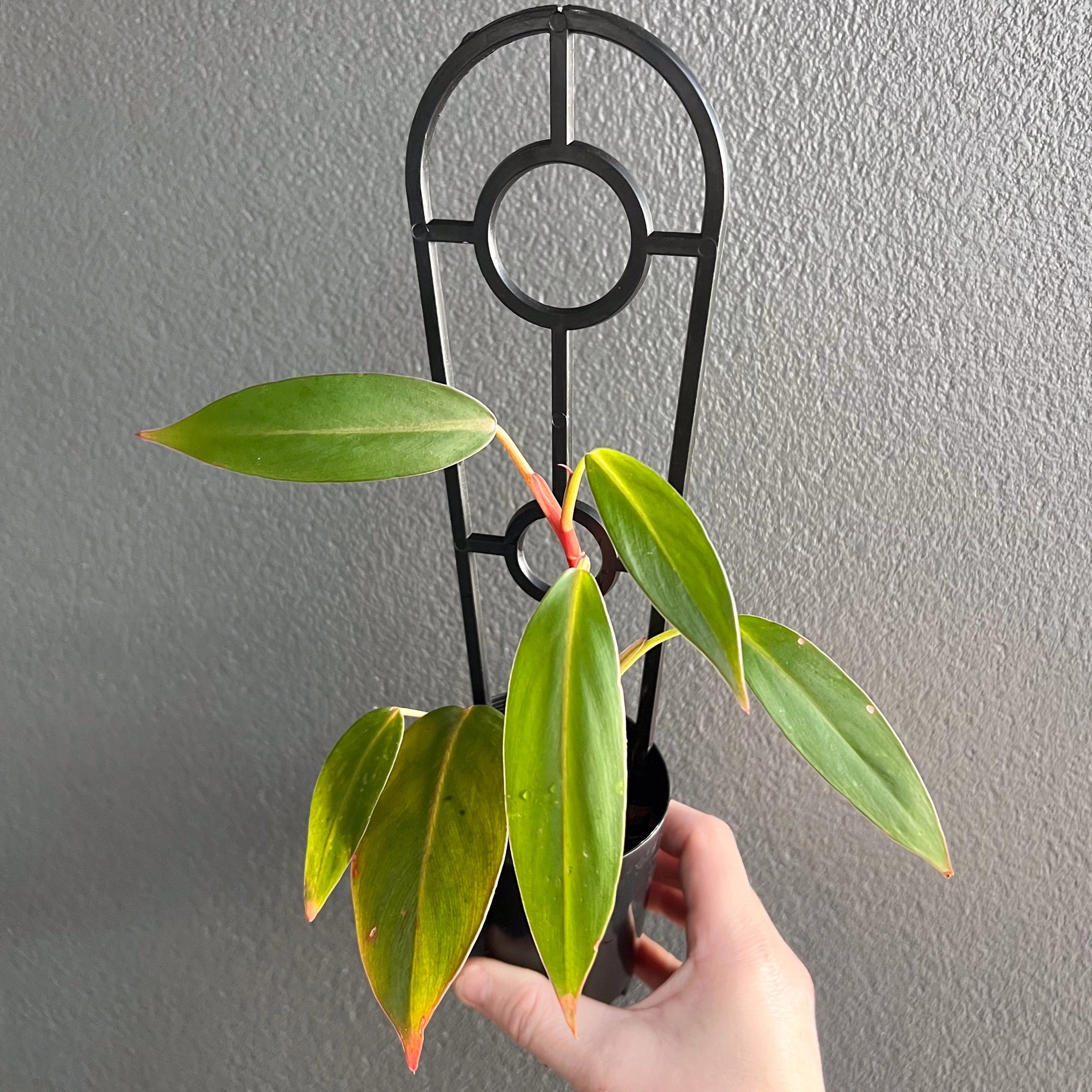 philodendron red wings care Buy Philodendron 'Red Wings'