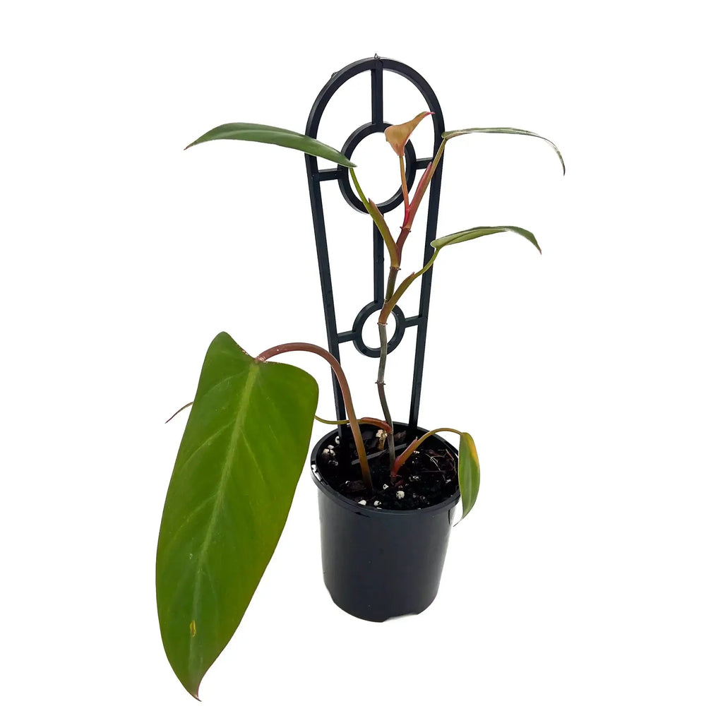 Philodendron 'Red Wings' | Indoor Plant | Chalet Boutique - Australia