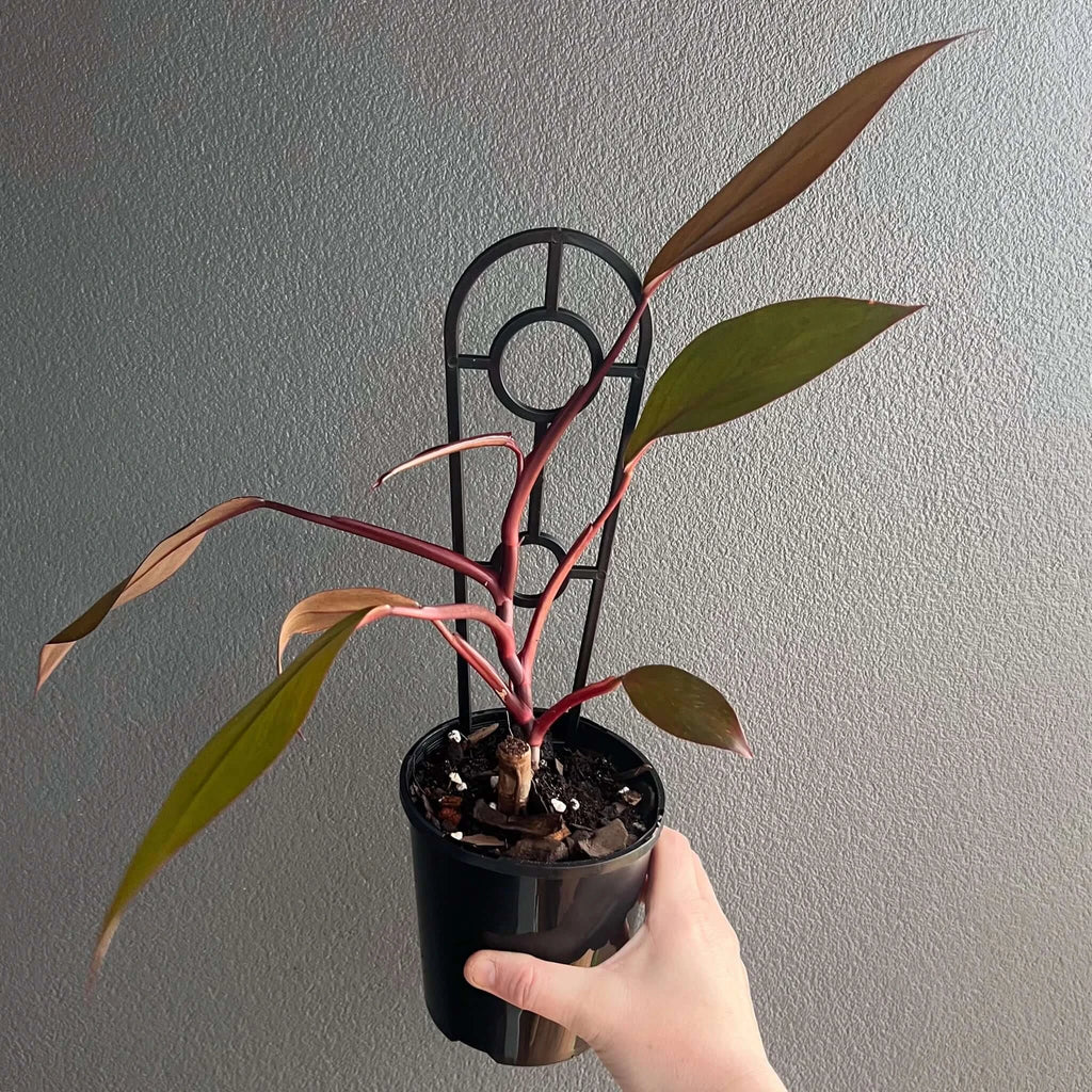 Philodendron Royal Queen with glossy leaves in a nursery pot, perfect for indoor gardens. Chalet Boutique, Australia.
