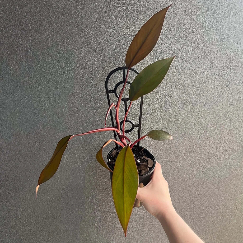 Philodendron Royal Queen in 12cm pot showcasing glossy green and burgundy leaves, rare indoor plant from Chalet Boutique, Australia.