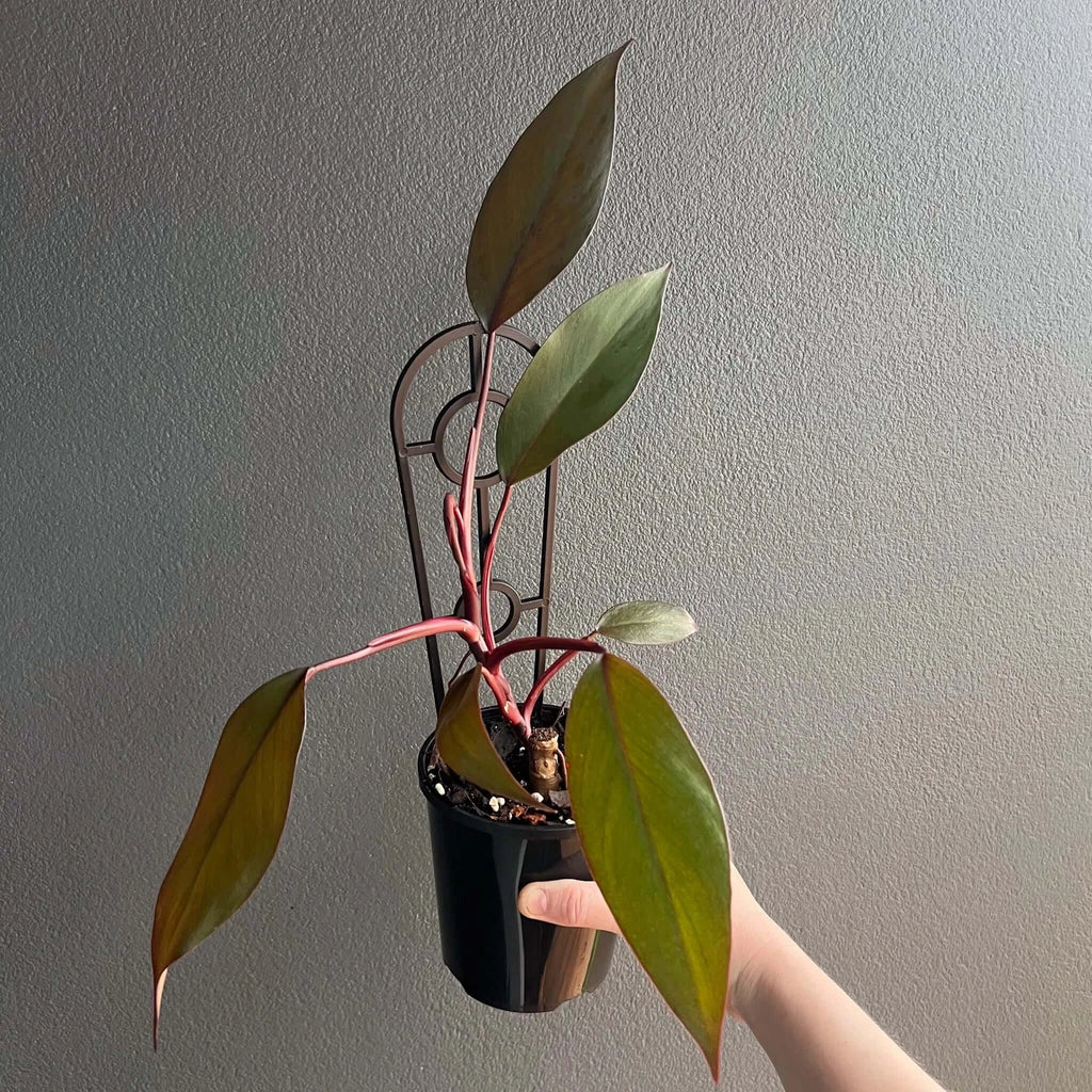 Philodendron Royal Queen in a black pot, showcasing glossy dark leaves and pink stems, available at Chalet Boutique, Australia.