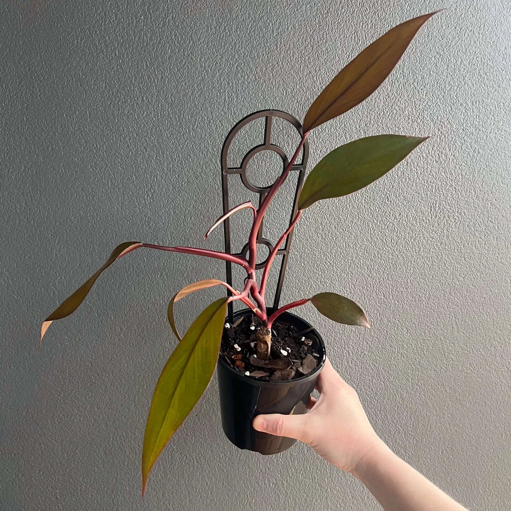 Philodendron Royal Queen in 12cm pot, showcasing glossy leaves in various colours. Buy rare plants online at Chalet Boutique, Australia.