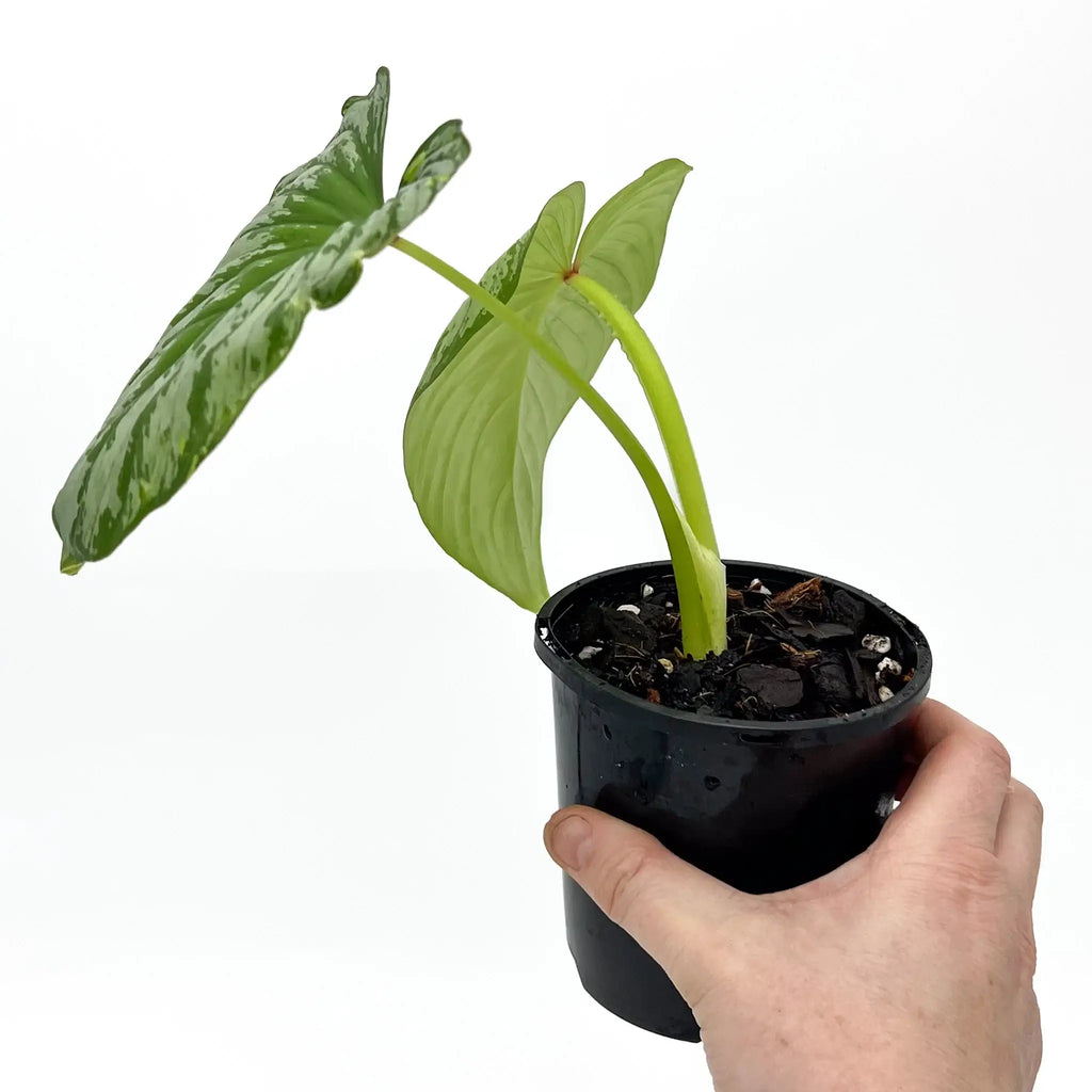 Philodendron mamei 'Silver Cloud' in a black pot, showcasing pleated green leaves with silver markings, from Chalet Boutique, Australia.