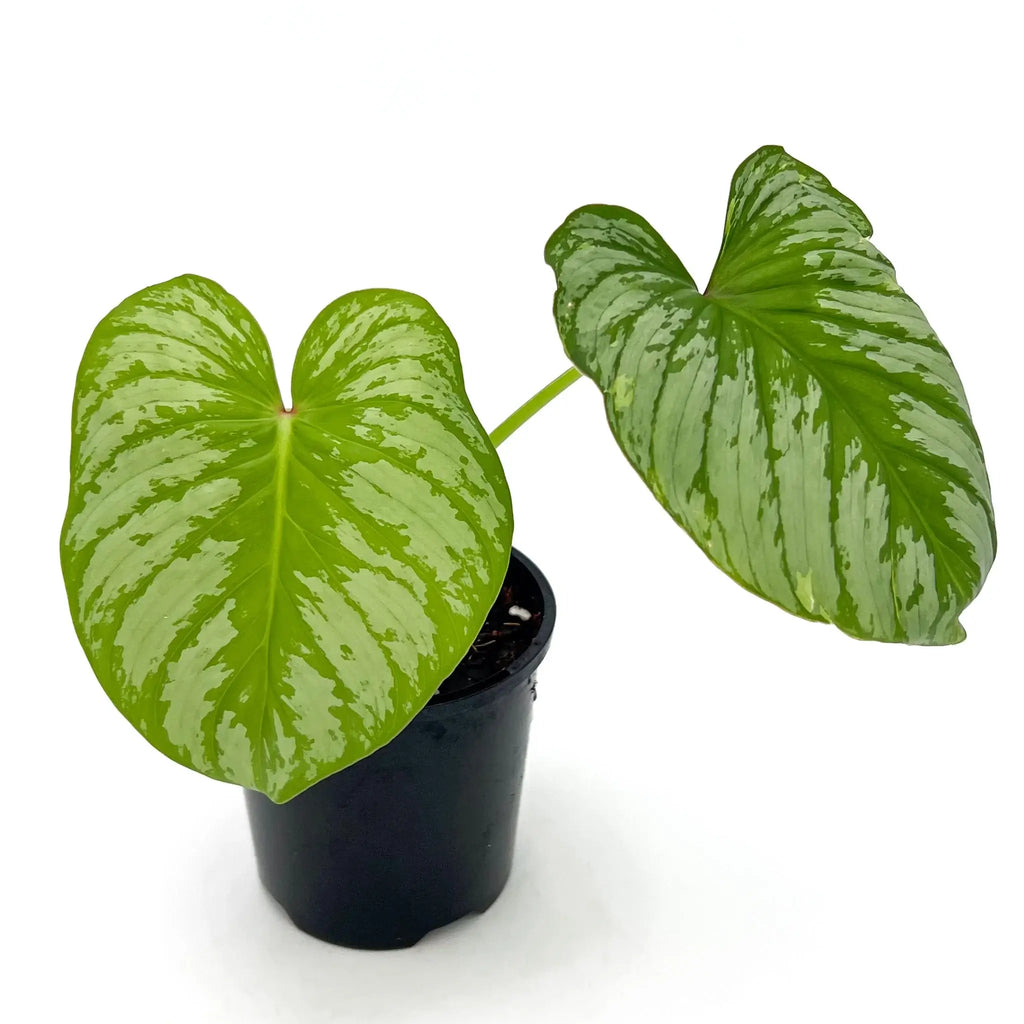 Philodendron mamei 'Silver Cloud' with pleated green leaves and silver markings in a plant pot, Chalet Boutique, Australia.