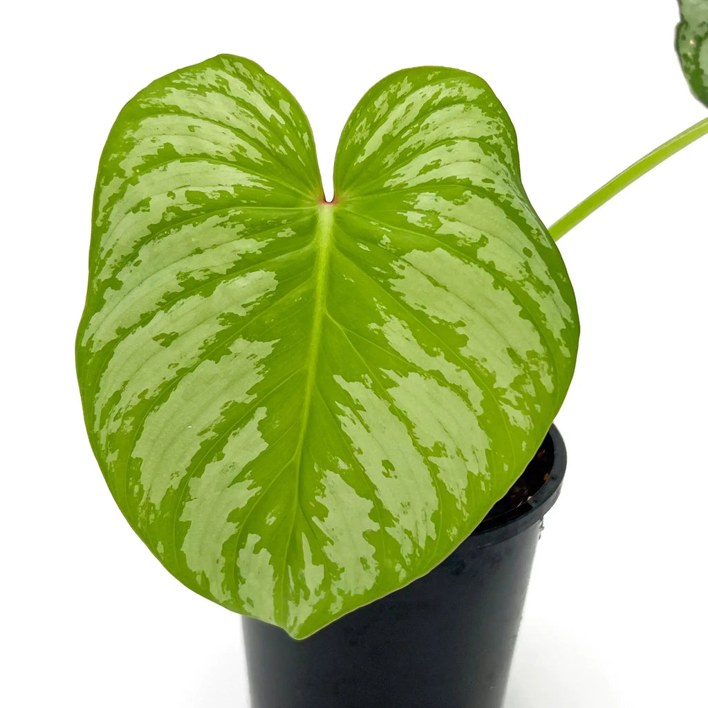 Philodendron mamei 'Silver Cloud' with striking green leaves and silver markings in a black pot, available at Chalet Boutique, Australia.