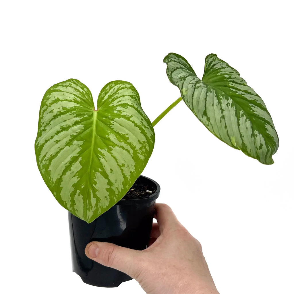 Philodendron mamei 'Silver Cloud' with striking silver markings, perfect for indoor plants. Available at Chalet Boutique, Australia.