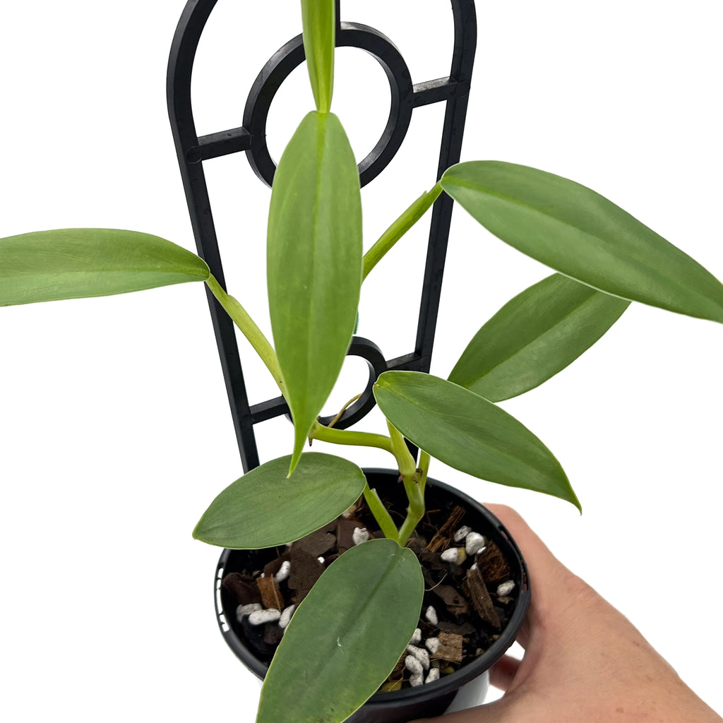 Philodendron Silver Snake plant showing elongated green leaves with silver shimmer, ideal for indoor spaces.