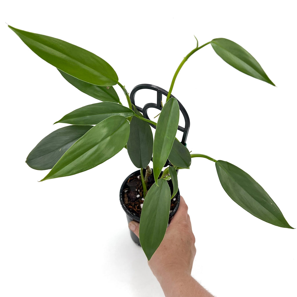 Philodendron Silver Snake in a hand, showcasing elongated green leaves with silver shimmer. Rare indoor plants in Australia.