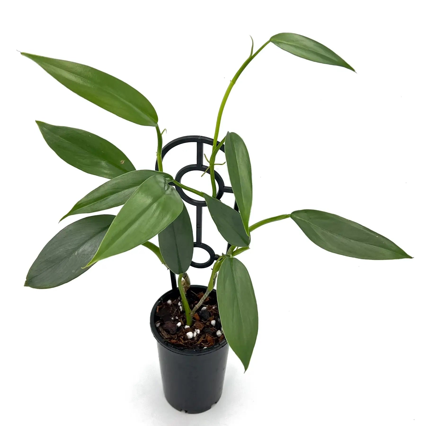 philodendron hastatum juvenile Philodendron hastatum 'Silver Sword Narrow Form'