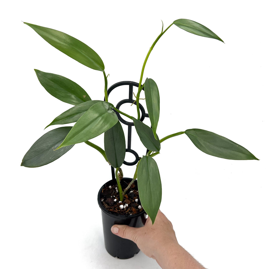 Philodendron Silver Snake in a black pot; rare indoor plants available with express shipping in Australia.