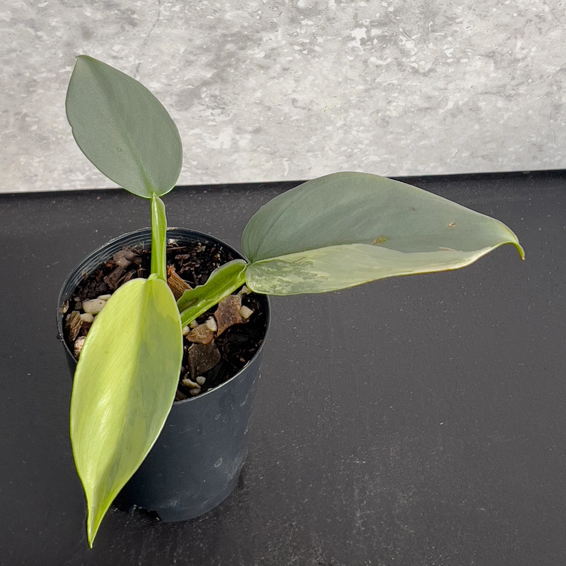 Philodendron Silver Sword Variegated