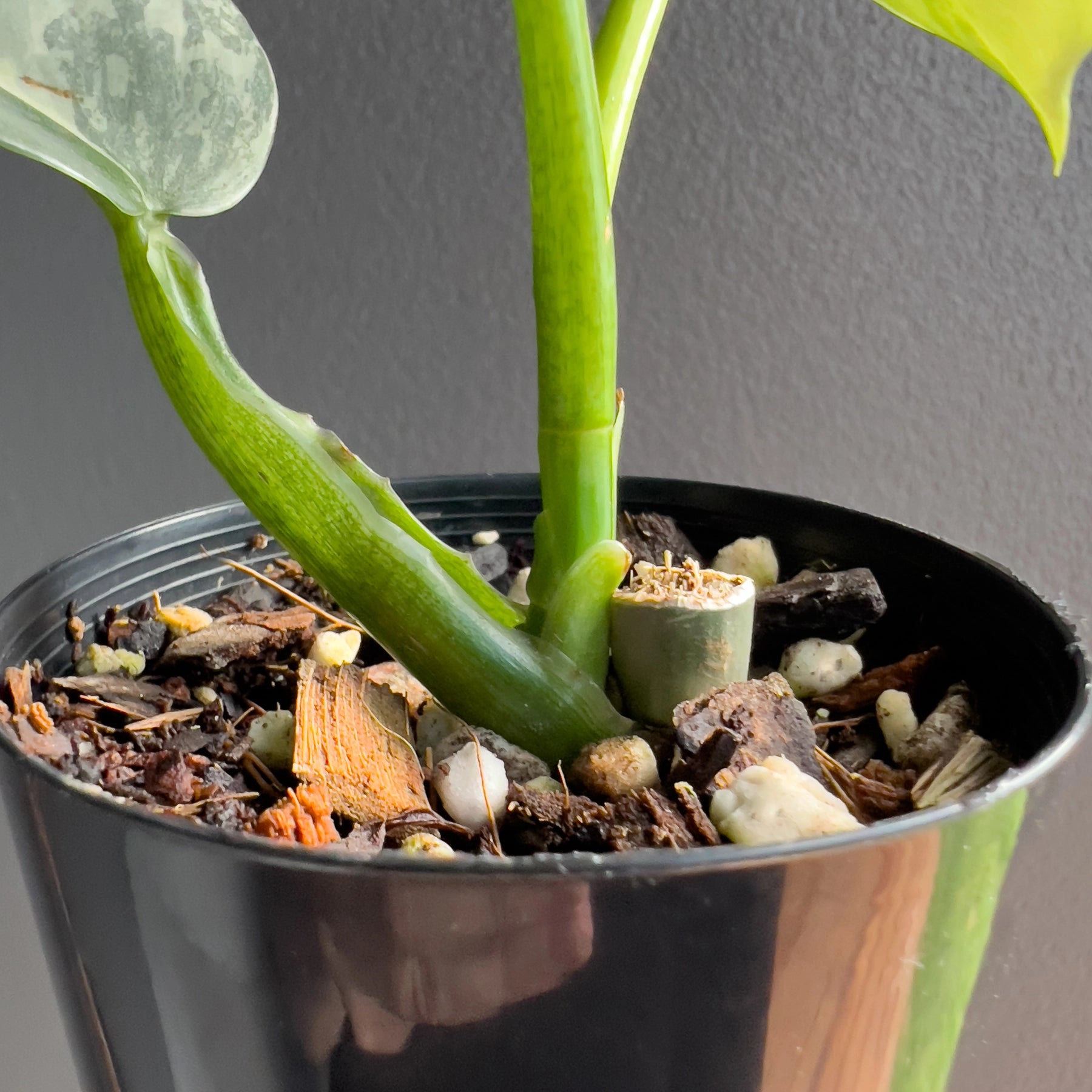 variegated philodendron silver sword Philodendron Silver Sword Variegated