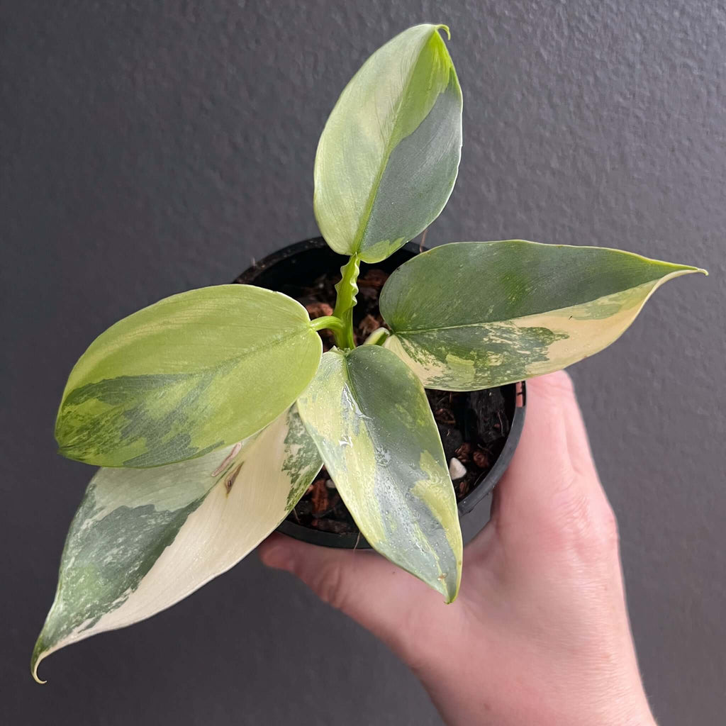 Philodendron Silver Sword Variegated in hand, showcasing unique creamy white and green leaf variegation. Chalet Boutique, Australia.