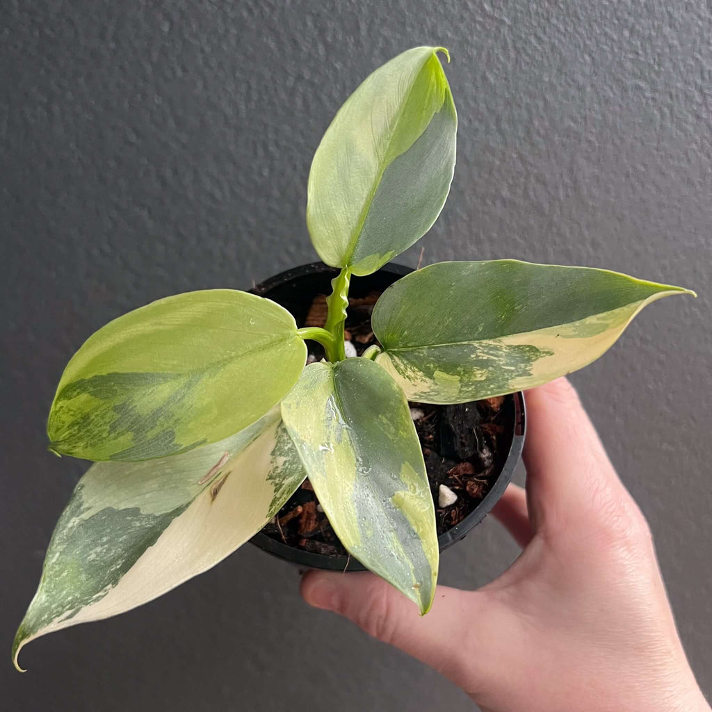 Philodendron Silver Sword Variegated with elongated leaves and creamy stripes, perfect for indoor plant lovers. Chalet Boutique, Australia.