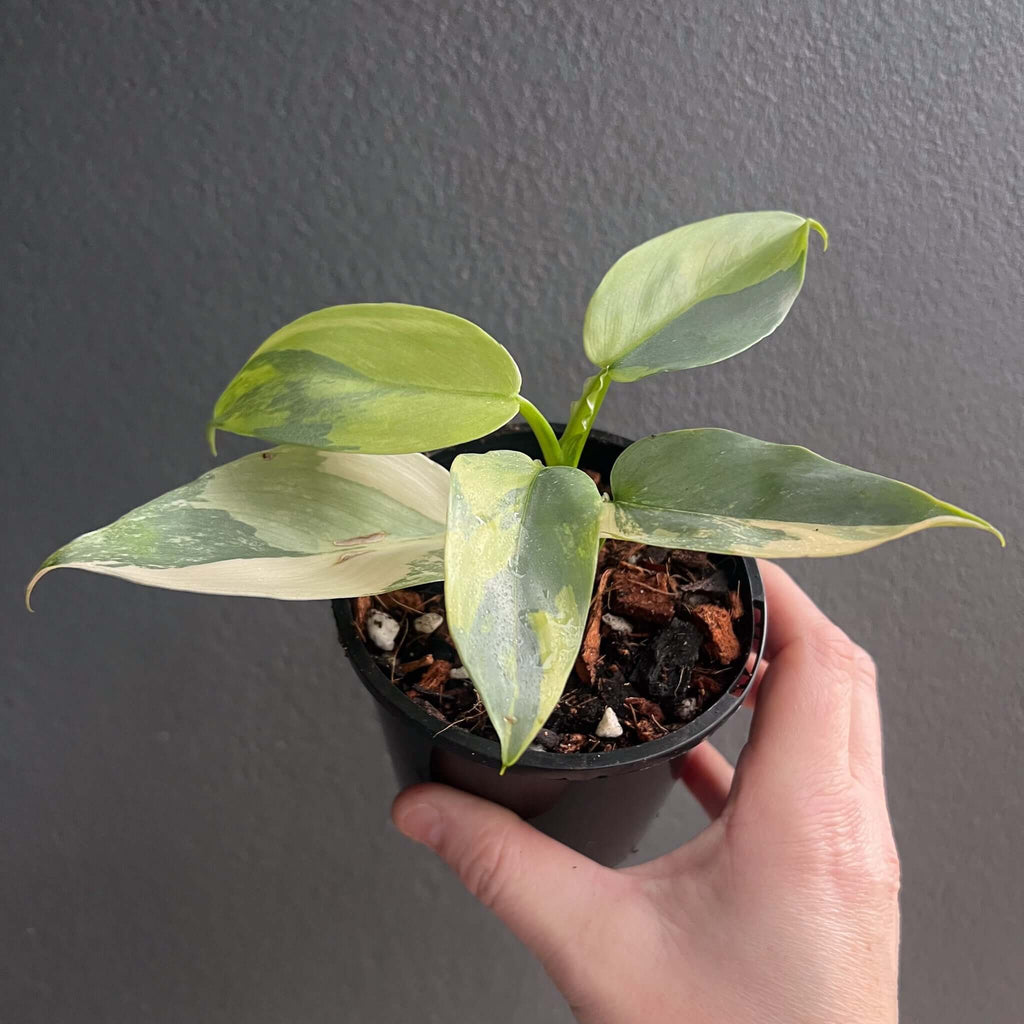 Philodendron Silver Sword Variegated showcasing its unique creamy streaks in lush foliage. Buy rare plants online at Chalet Boutique, Australia.
