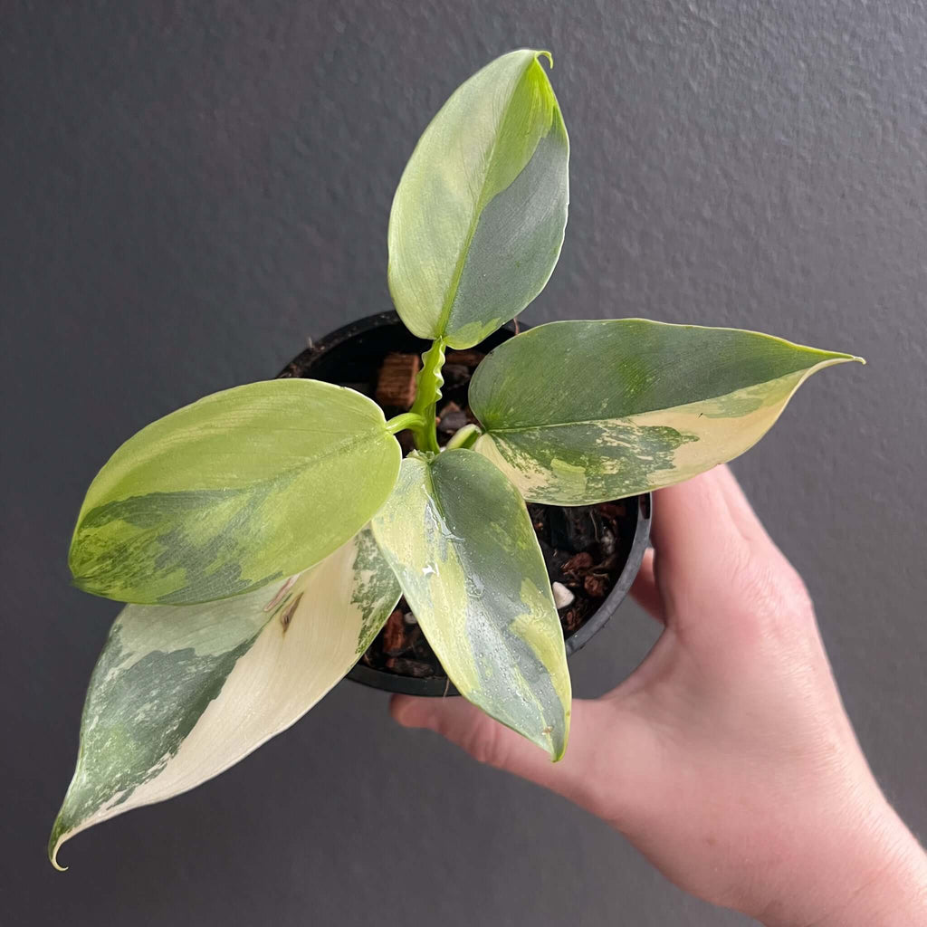 Philodendron Silver Sword Variegated with iconic elongated leaves, showcasing creamy white and pale green variegation. Chalet Boutique, Australia.
