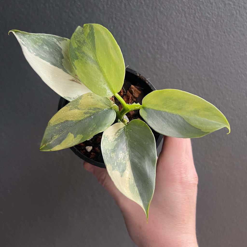 Philodendron Silver Sword Variegated with creamy white and green streaks, perfect for indoor plant lovers. Chalet Boutique, Australia.