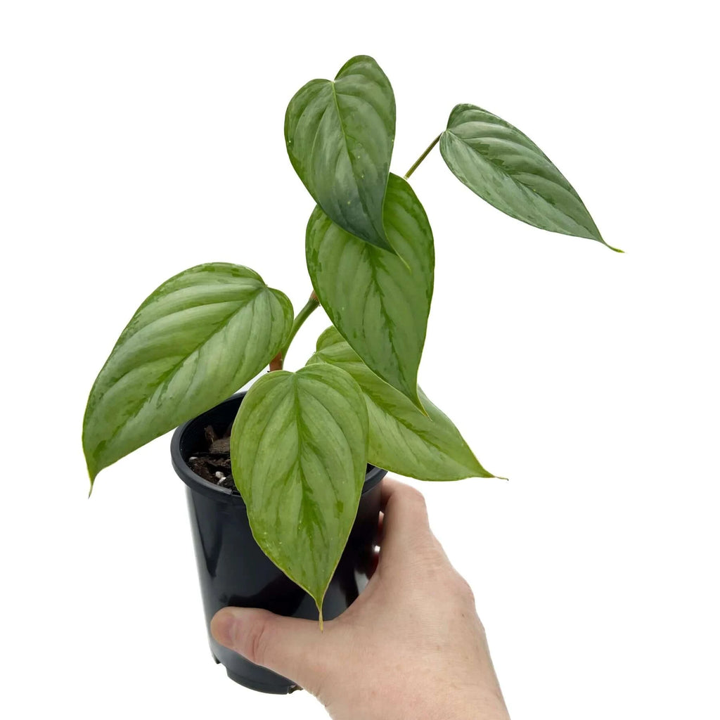 Philodendron sodiroi | Indoor Plant | Chalet Boutique - Australia