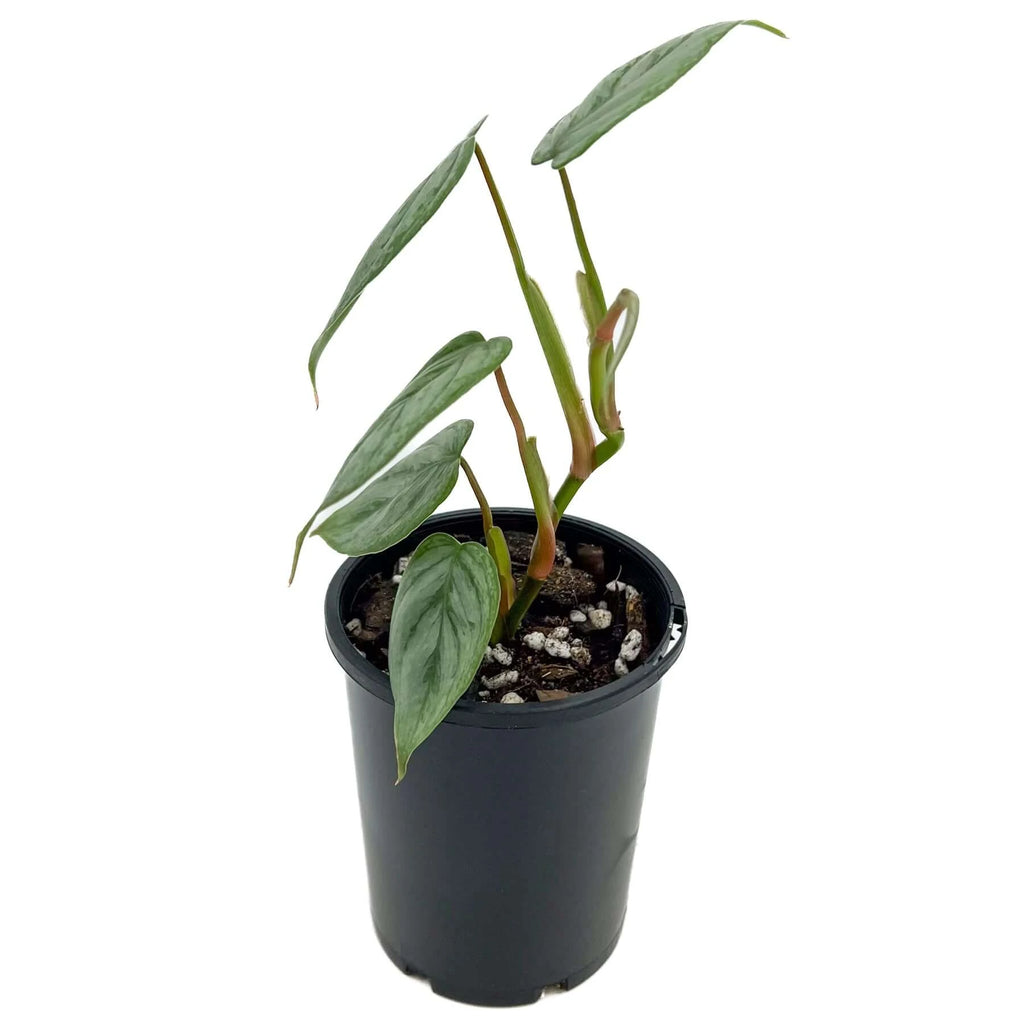 Philodendron Sodiroi | Indoor Plant | Chalet Boutique - Australia