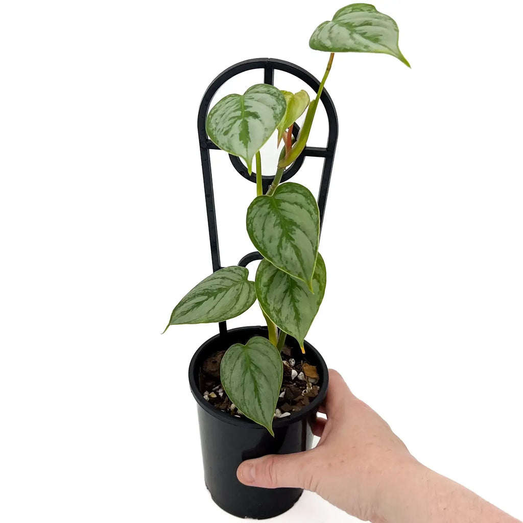 Philodendron sodiroi | Indoor Plant | Chalet Boutique - Australia