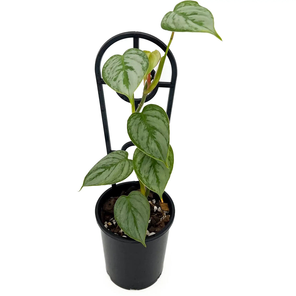 Philodendron sodiroi | Indoor Plant | Chalet Boutique - Australia