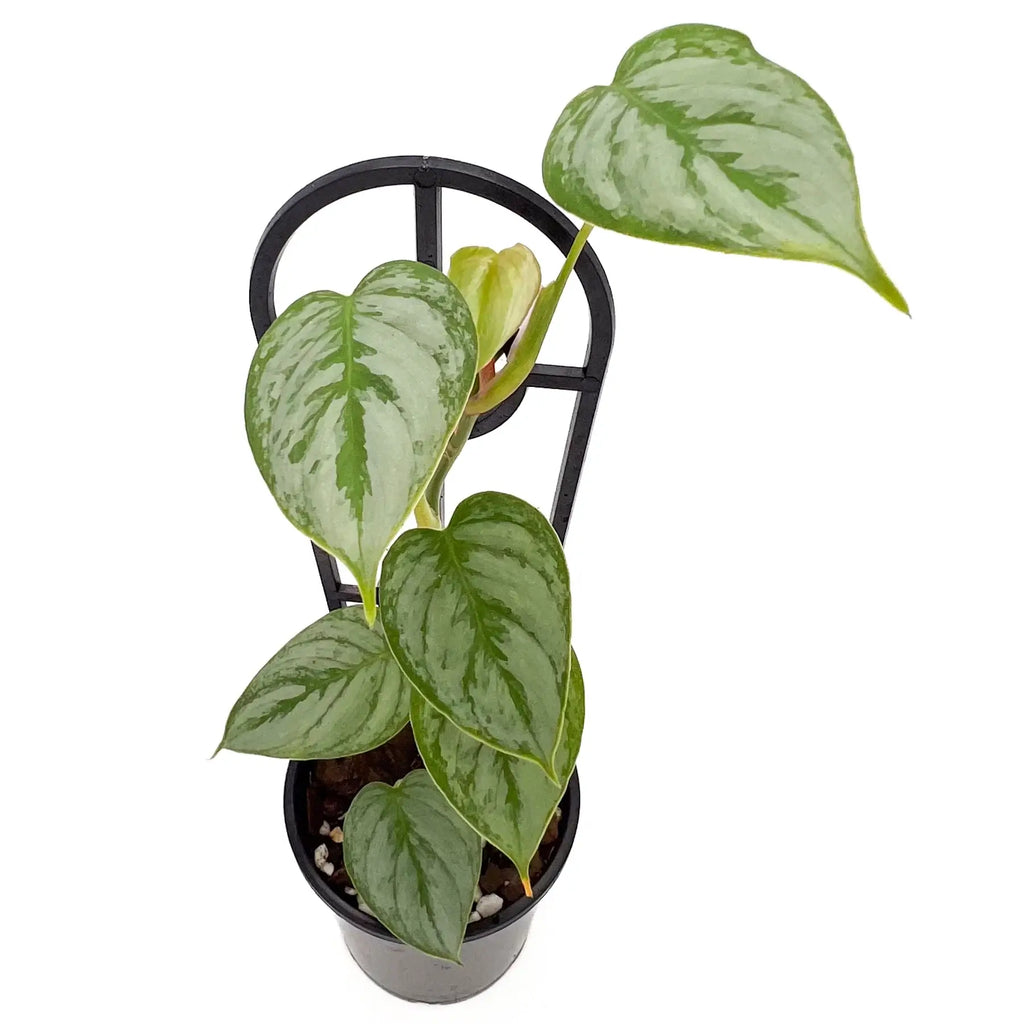 Philodendron sodiroi | Indoor Plant | Chalet Boutique - Australia