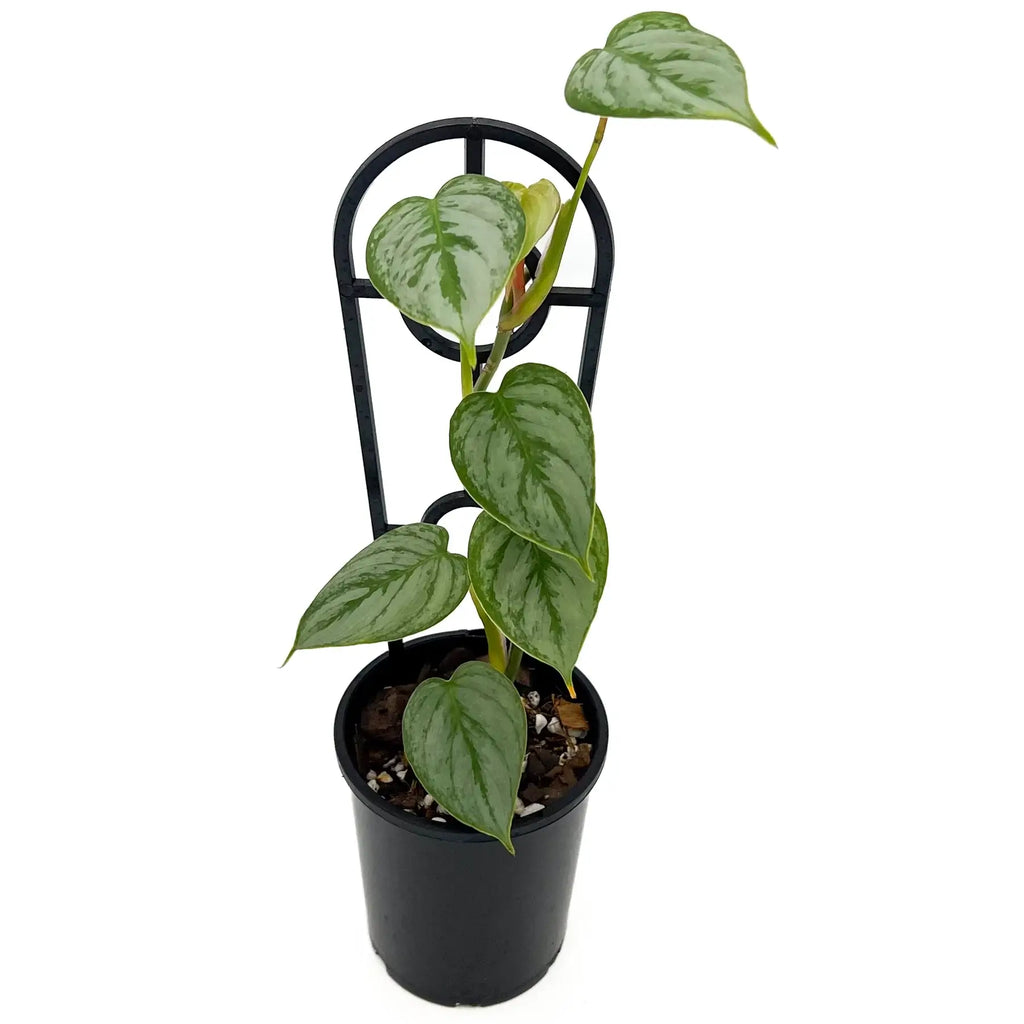 Philodendron sodiroi | Indoor Plant | Chalet Boutique - Australia