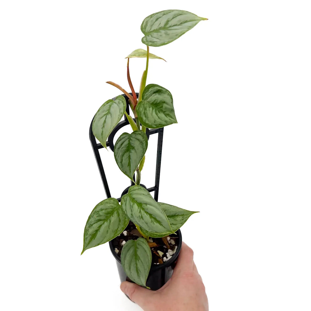 Philodendron sodiroi | Indoor Plant | Chalet Boutique - Australia