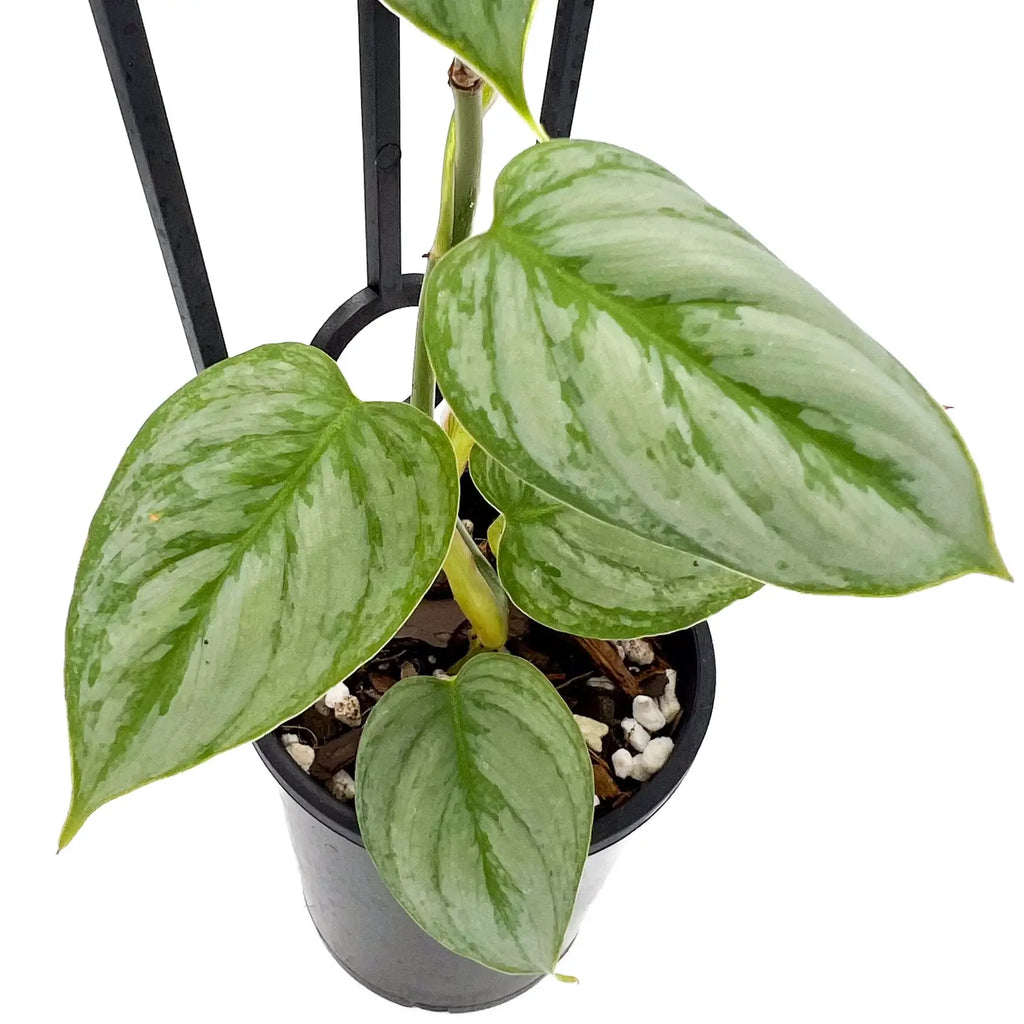 Philodendron sodiroi | Indoor Plant | Chalet Boutique - Australia