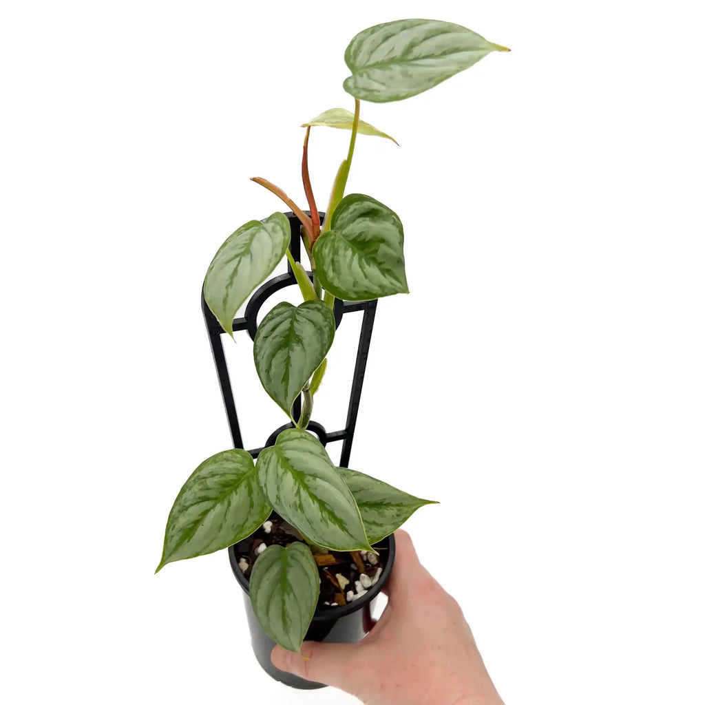 Philodendron sodiroi | Indoor Plant | Chalet Boutique - Australia