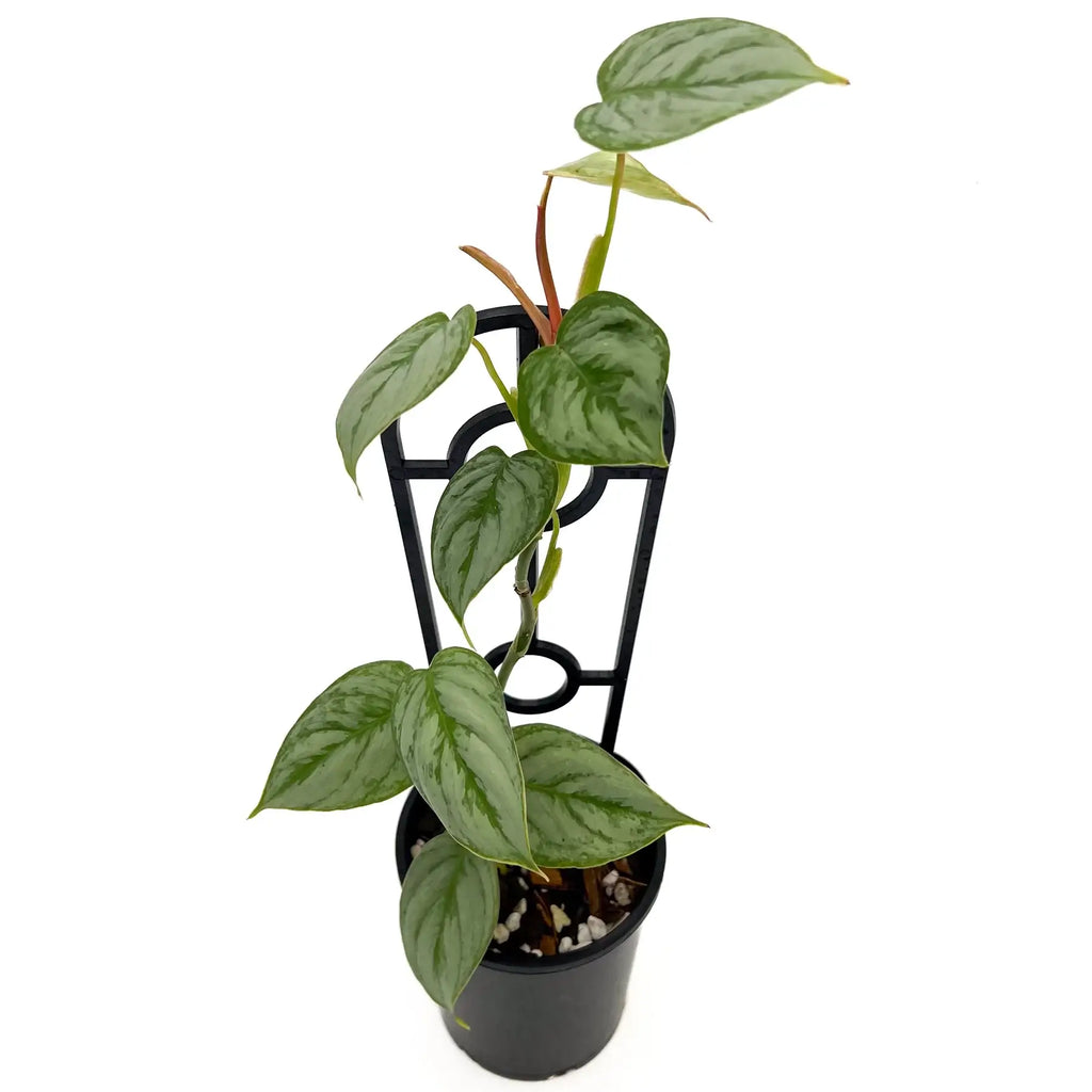 Philodendron sodiroi | Indoor Plant | Chalet Boutique - Australia