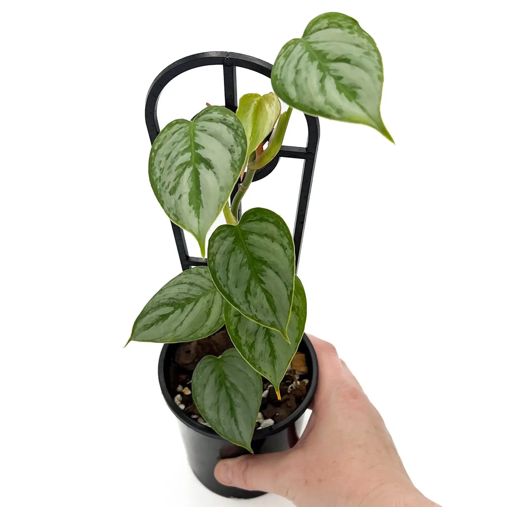 Philodendron sodiroi | Indoor Plant | Chalet Boutique - Australia