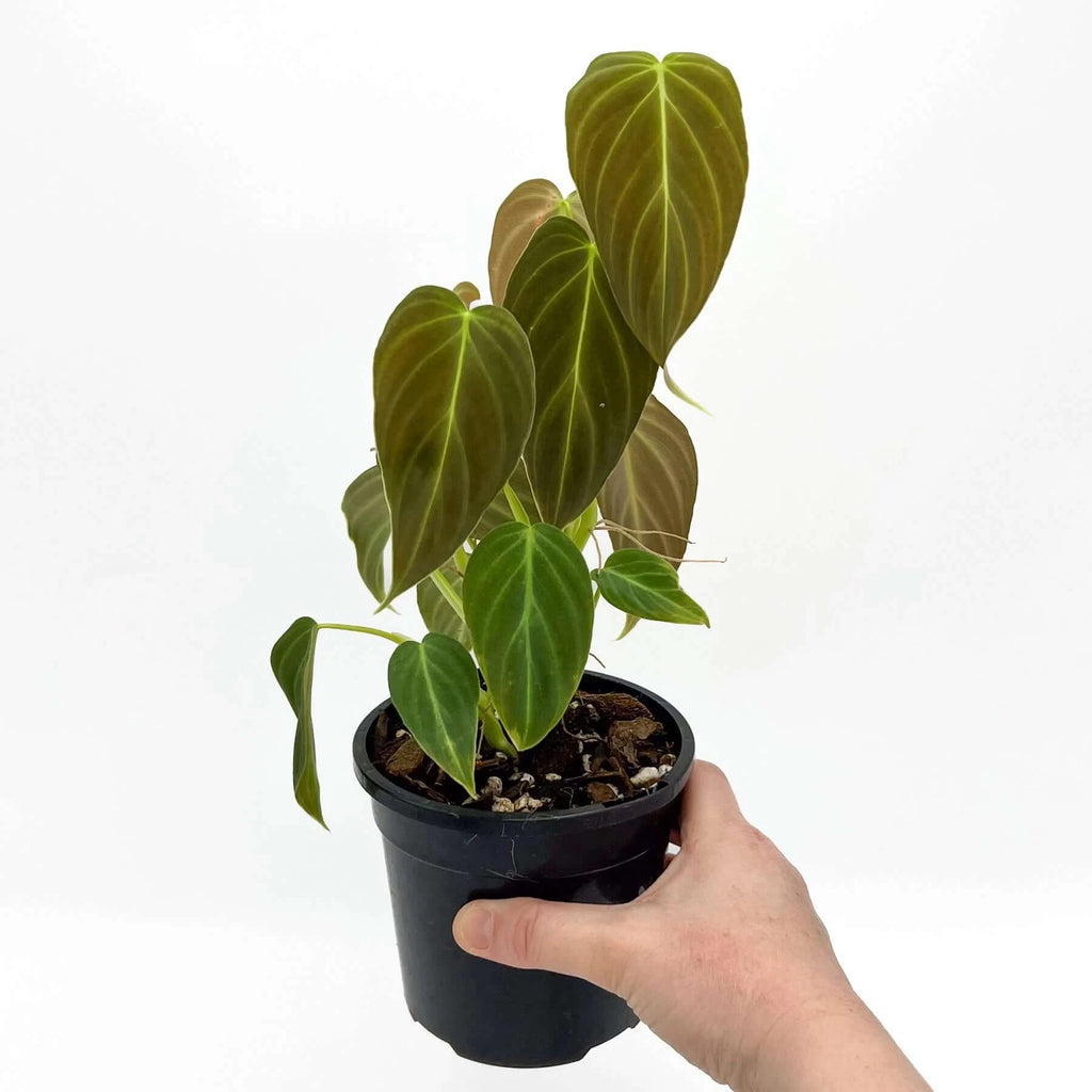 Philodendron splendid | Indoor Plant | Chalet Boutique - Australia