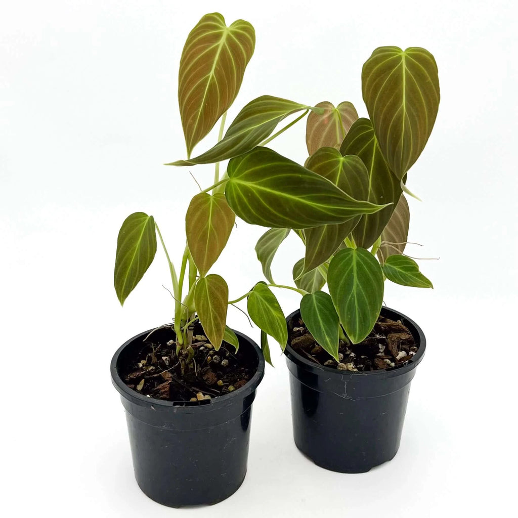 Philodendron splendid | Indoor Plant | Chalet Boutique - Australia