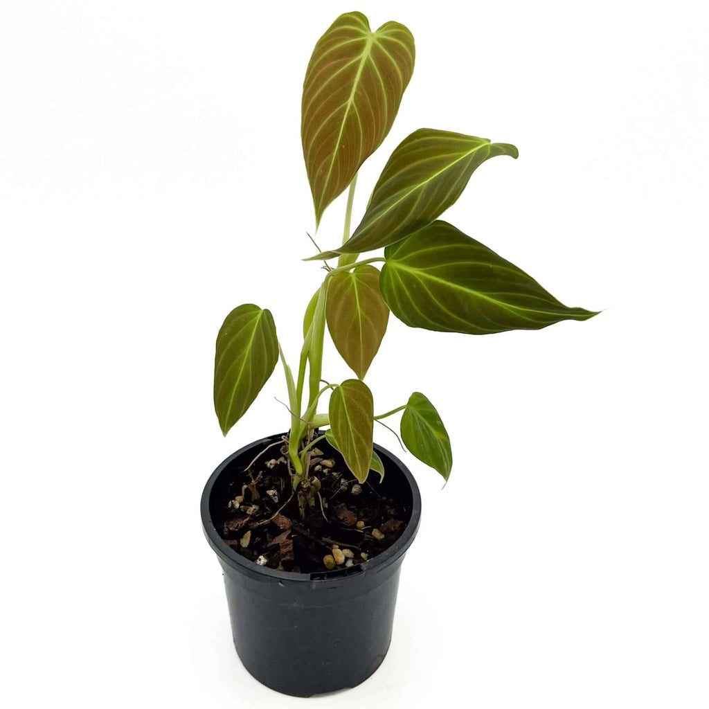 Philodendron splendid | Indoor Plant | Chalet Boutique - Australia